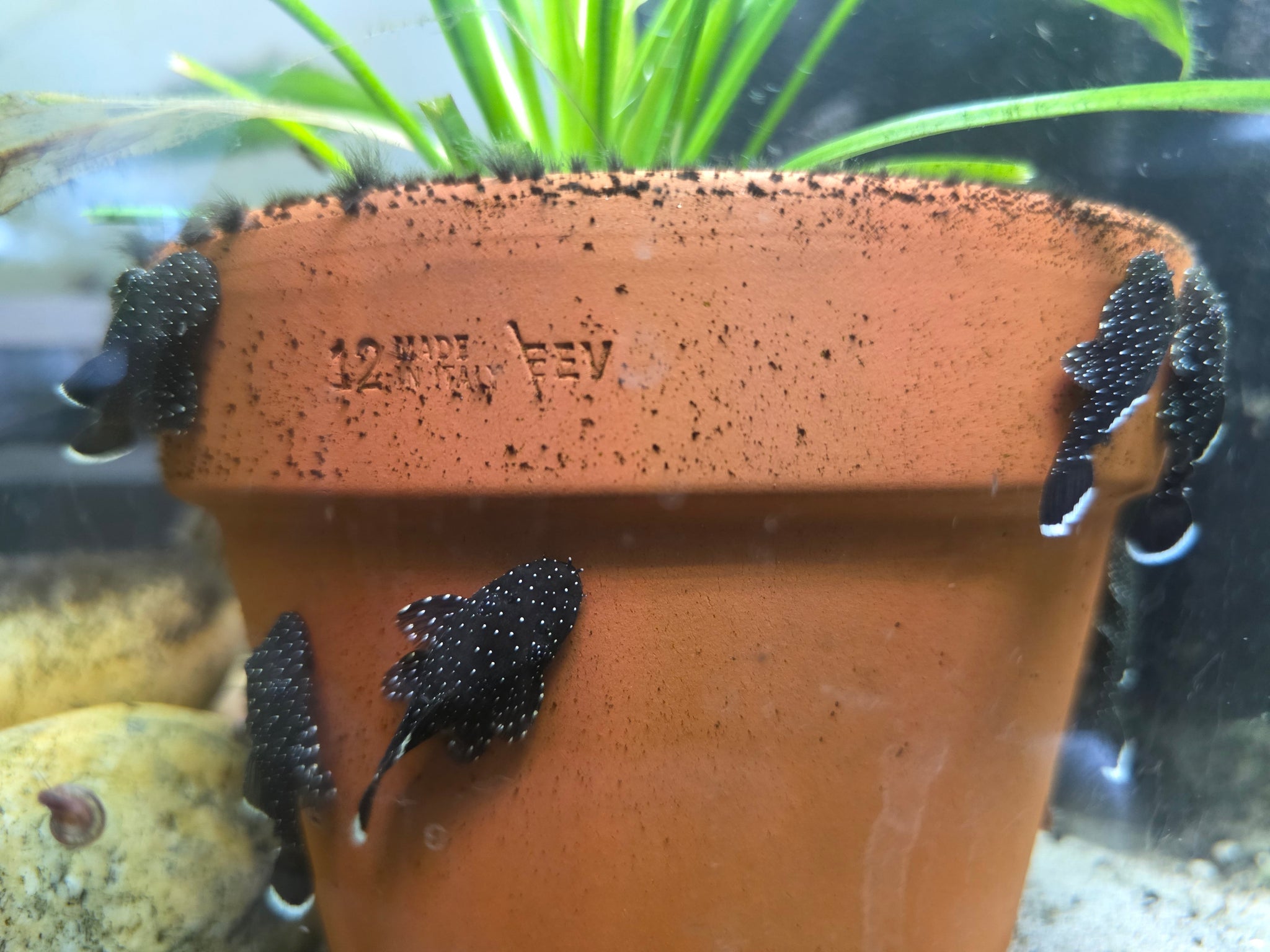 Front view of juvenile Peppermint Bristlenose on a brown terracotta pot with a lush green plant growing inside