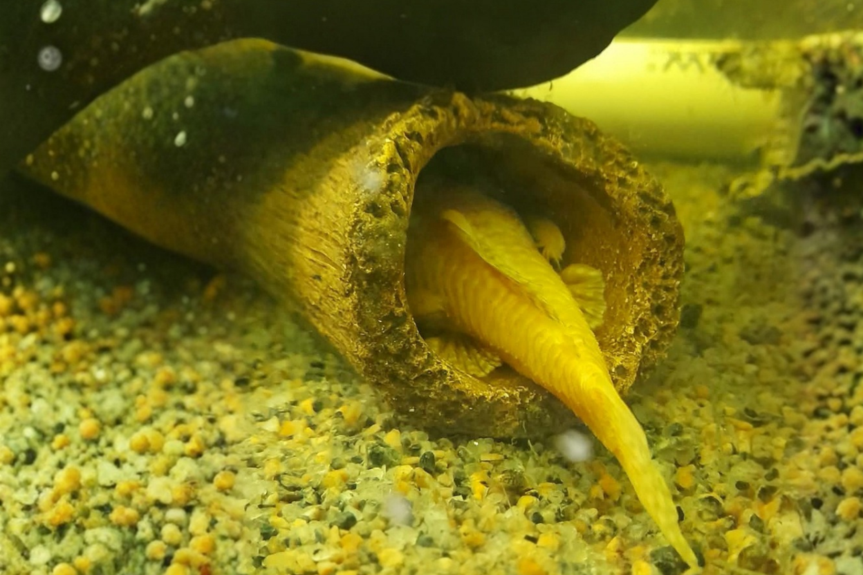 Male albino bristlenose occupying a cave and fanning eggs to keep them healthy