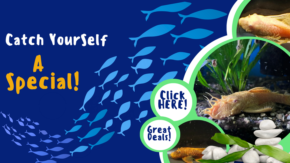 Catch yourself a special collection of our quality fish on sale! The banner consists of real photos of some our catfish, and stylised light blue fish swimming on a dark blue background