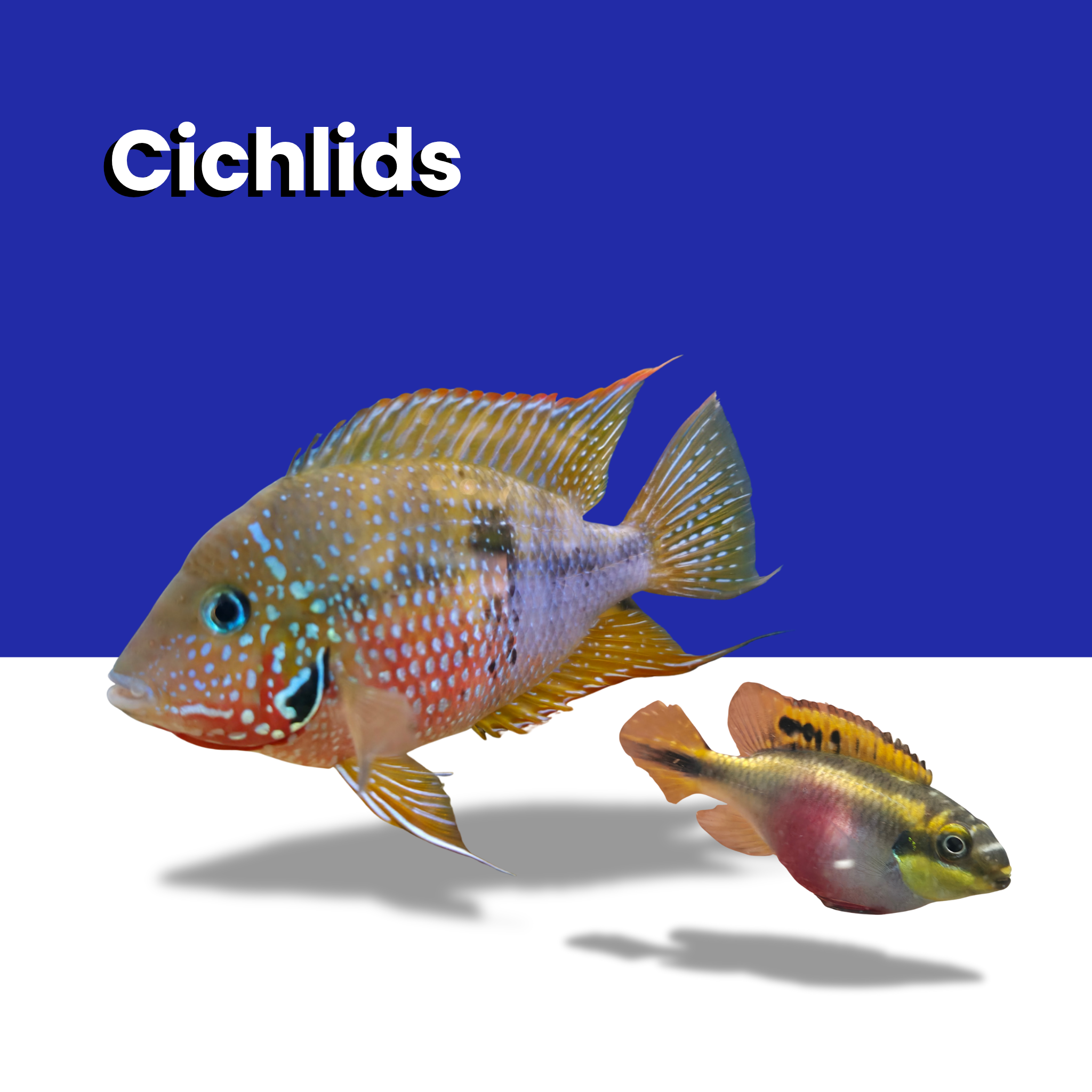 Cichlids