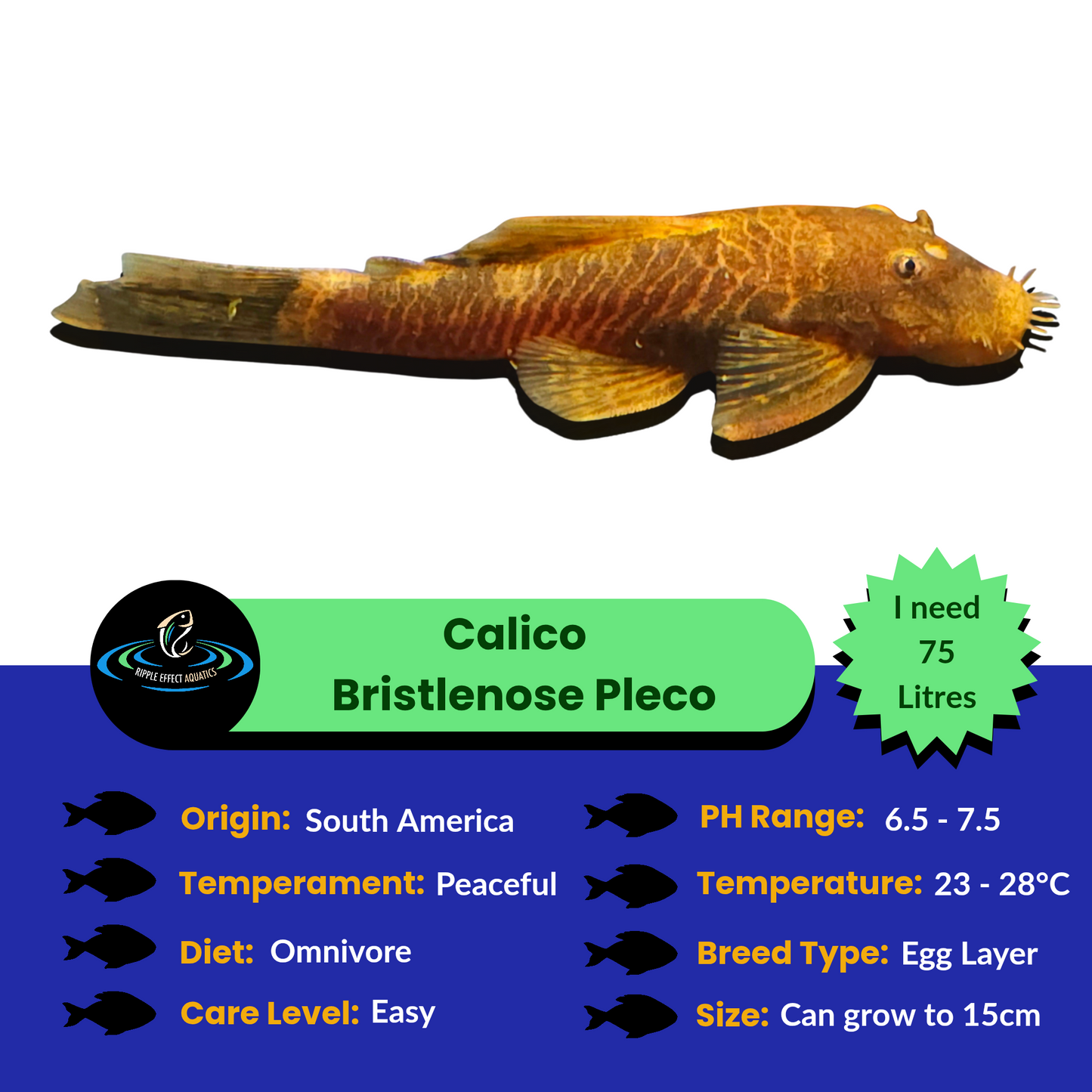 Calico Bristlenose Pleco fish with care information on a blue and white background