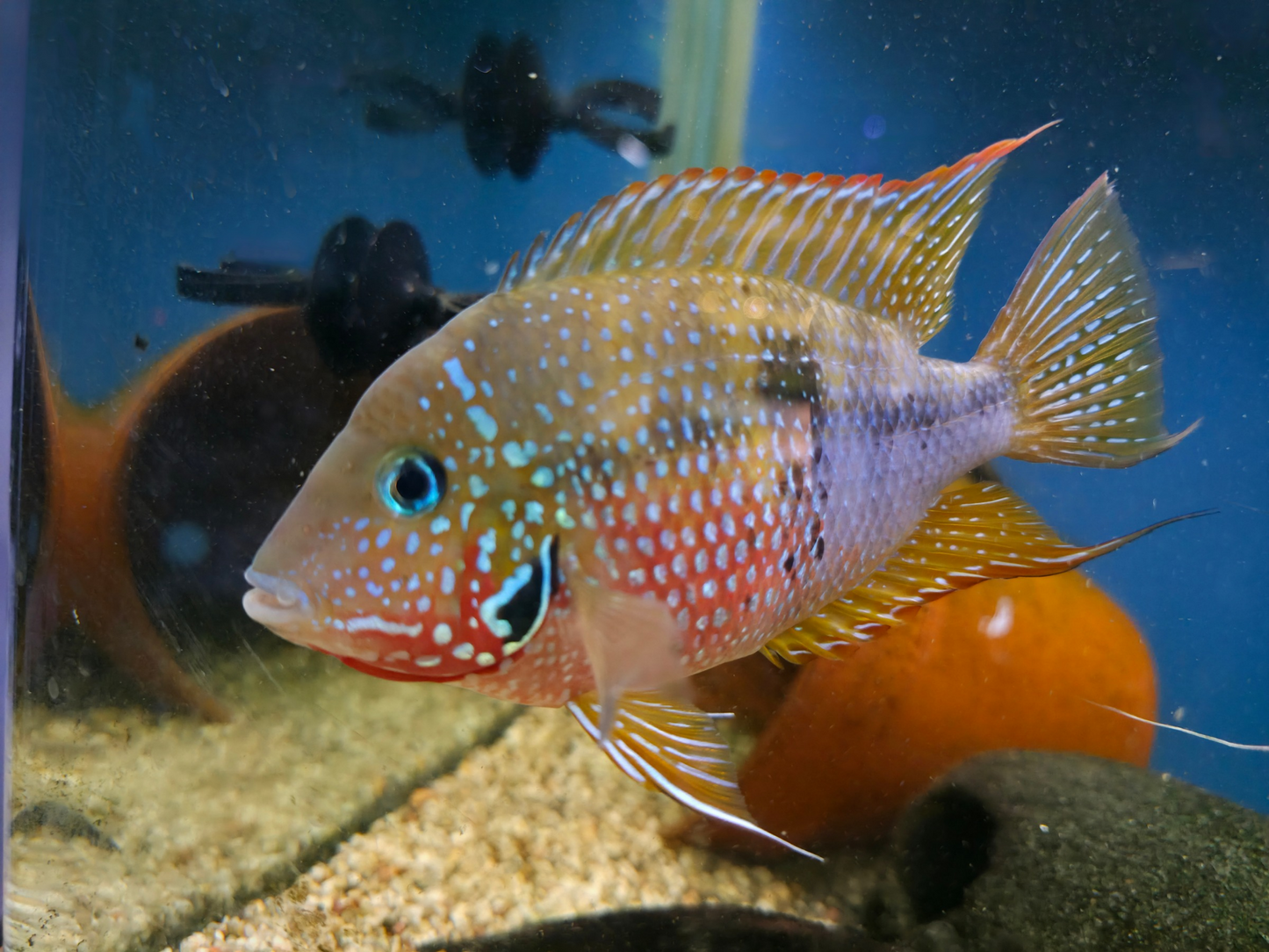 Ellioti Cichlid