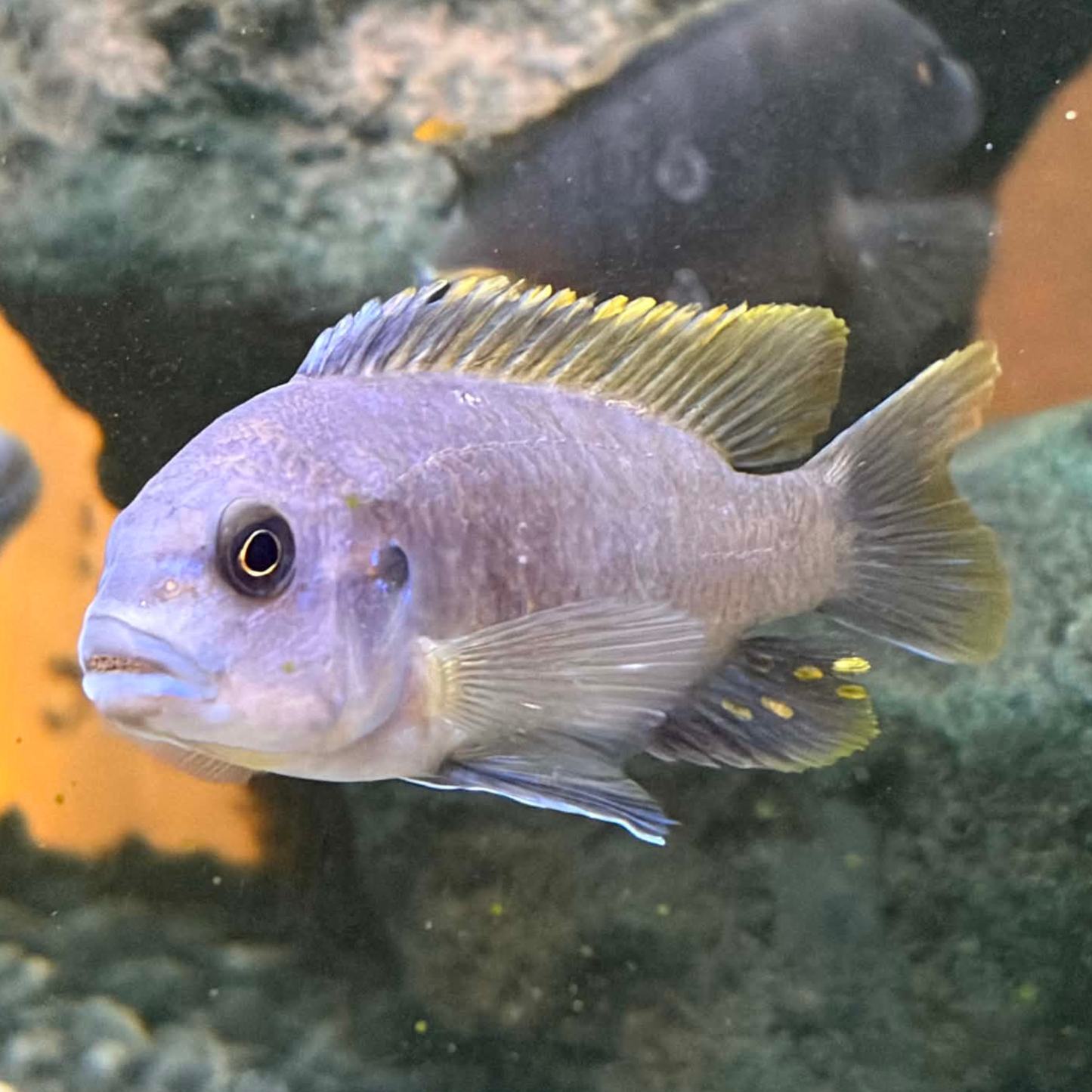 A mature female Cobalt Blue Zebra Mbuna Cichlid with a lavender-purple body and bright yellow dorsal and dots on her anal fin, swimming in an aquarium with rocks and other fish in the background.