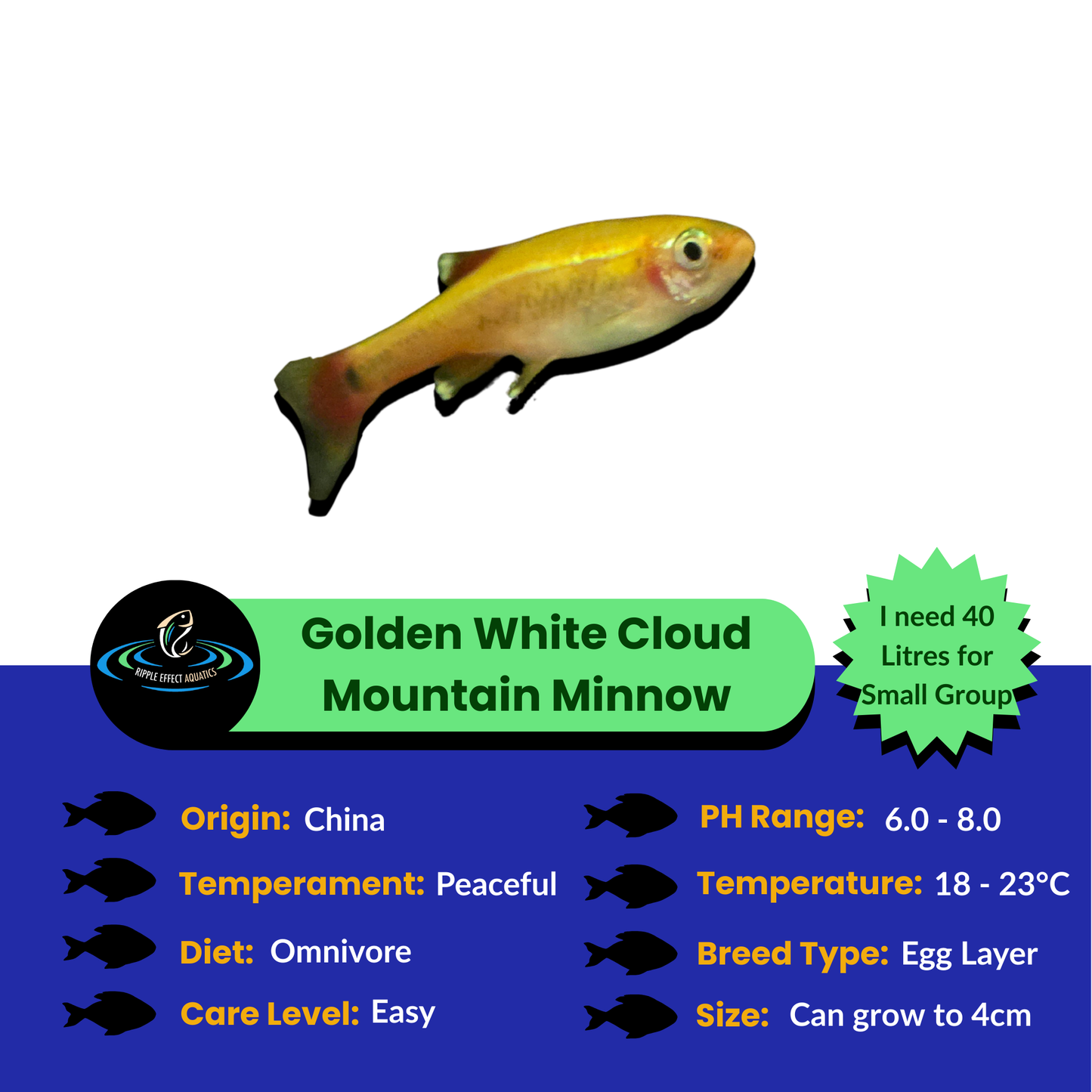 Golden White Cloud Mountain Minnow with care guide on a white background