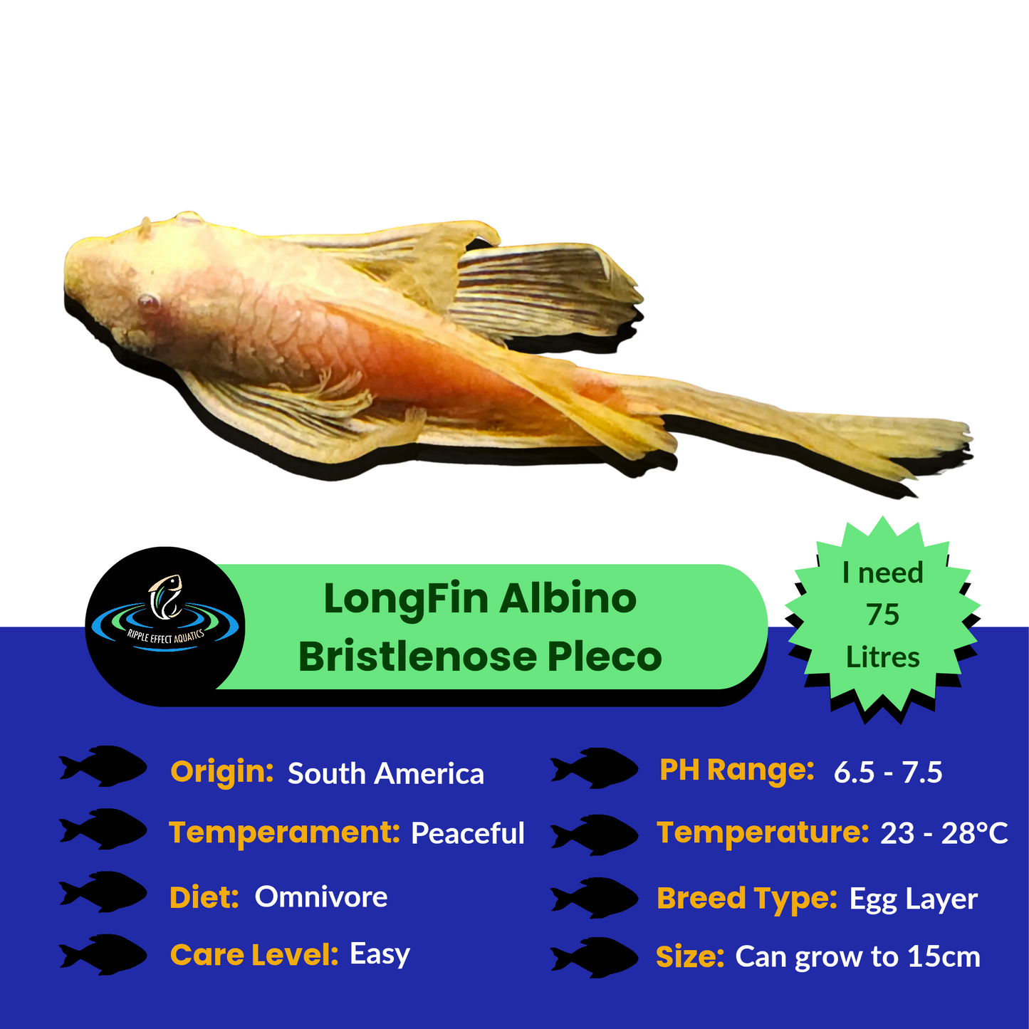 LongFin Albino Bristlenose Pleco with care information on a white background