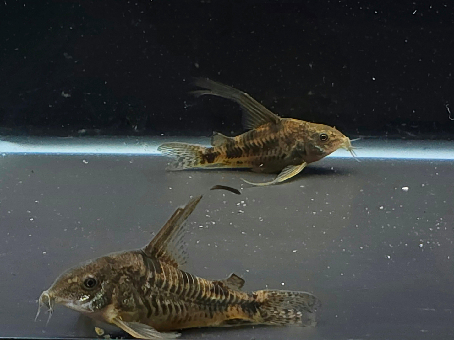 Longfin Peppered Corydora