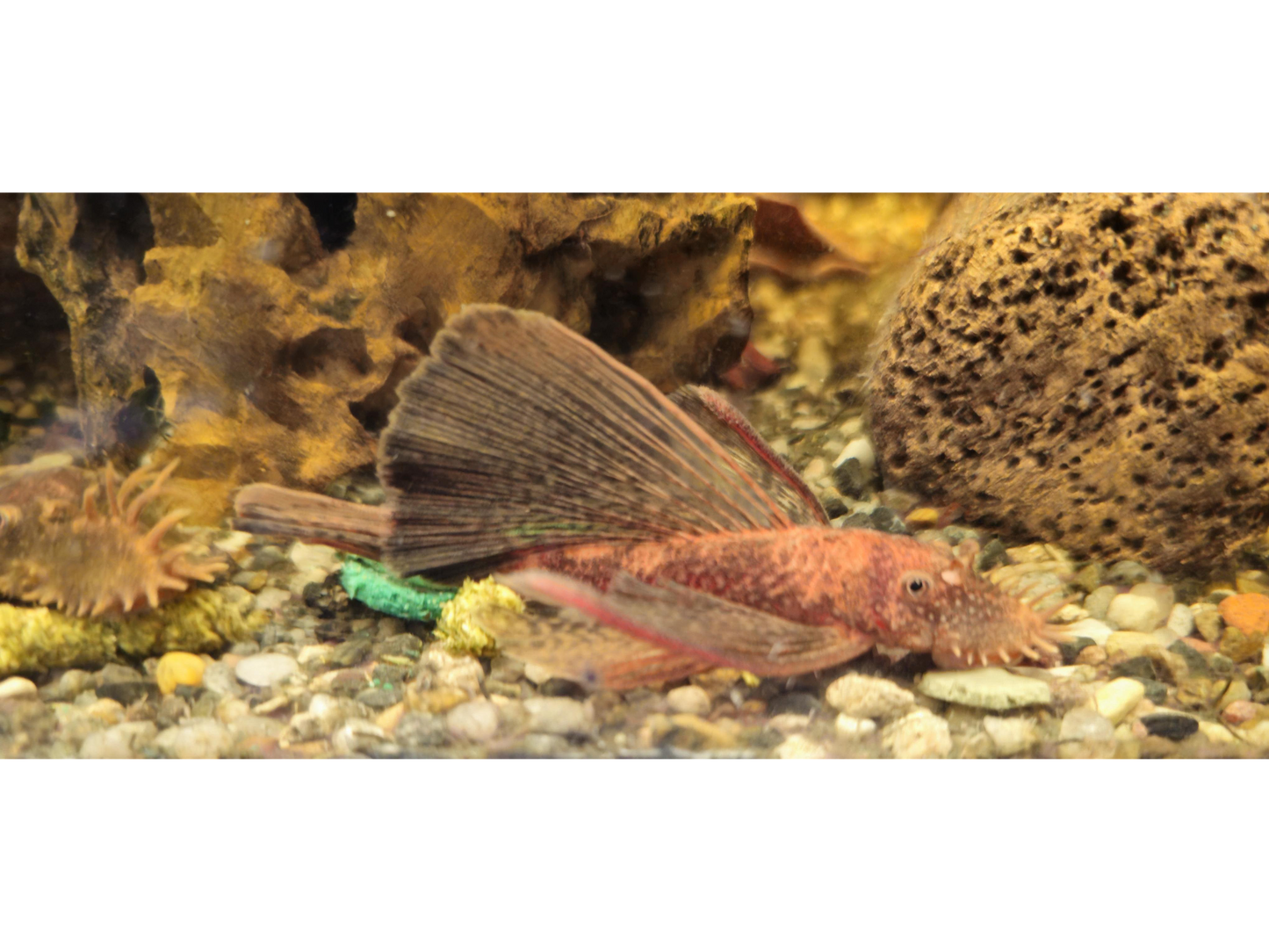 Longfin Super Red Calico Bristlenose Pleco