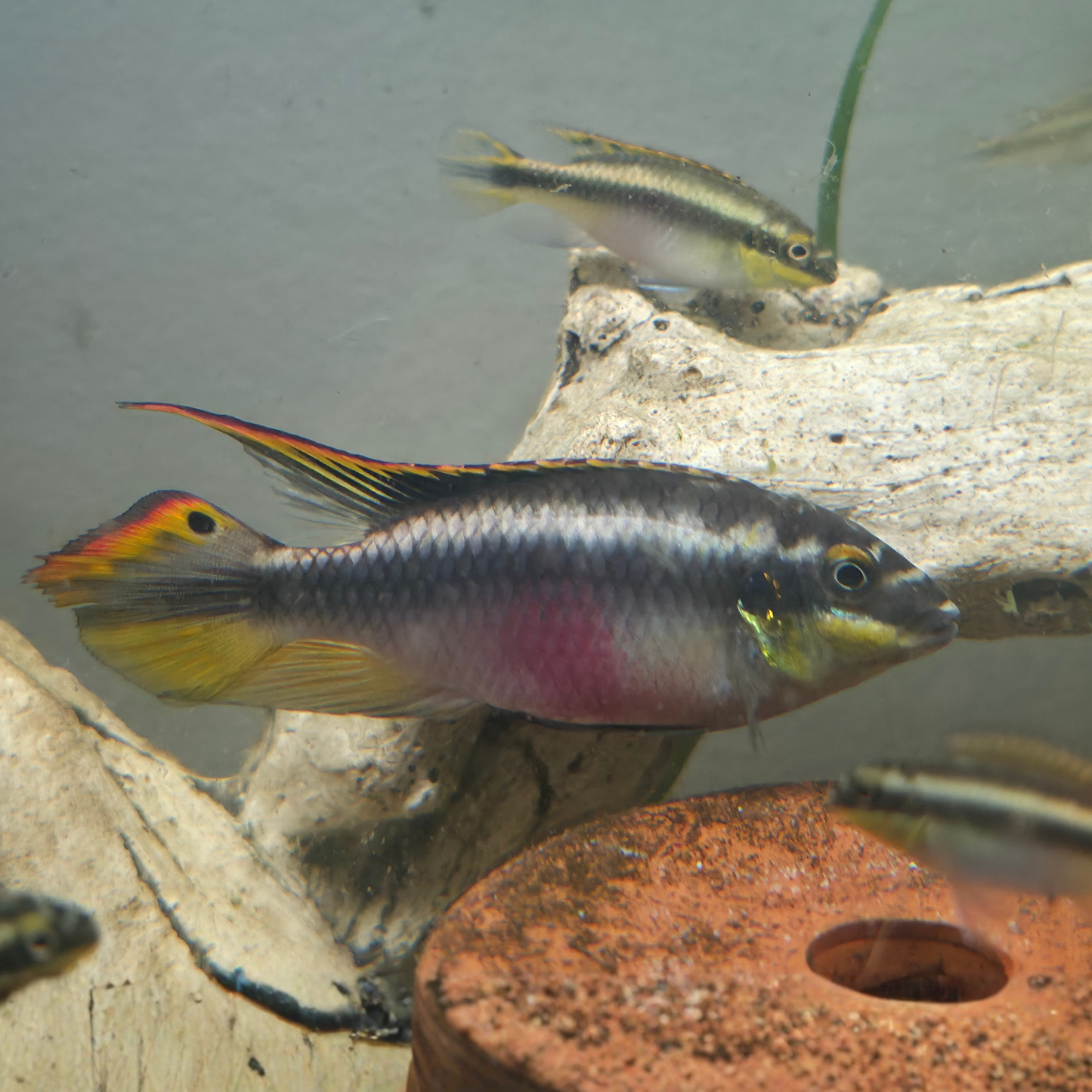 Rainbow Kribensis Male displaying breeding colours - colourful freshwater aquarium fish