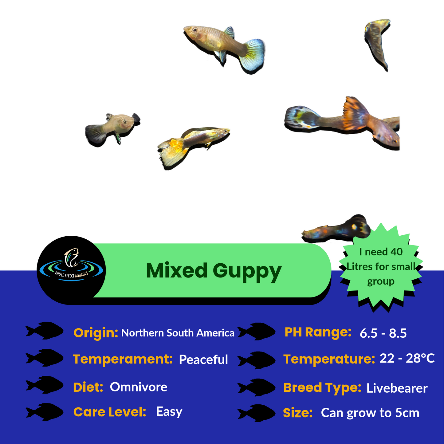 Mixed guppy fish with care guide information on origin, care requirements, and size on a blue and green background.