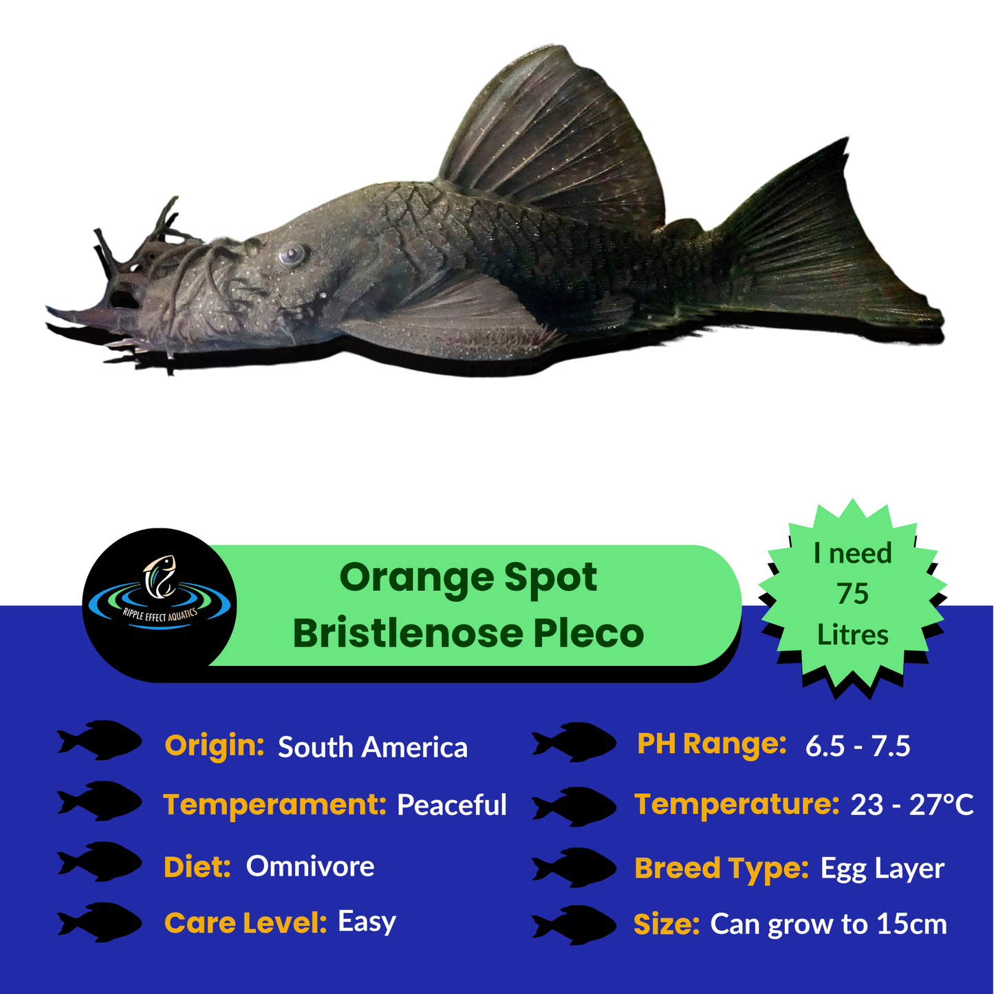Orange Spot Bristlenose Pleco with care information on a white background