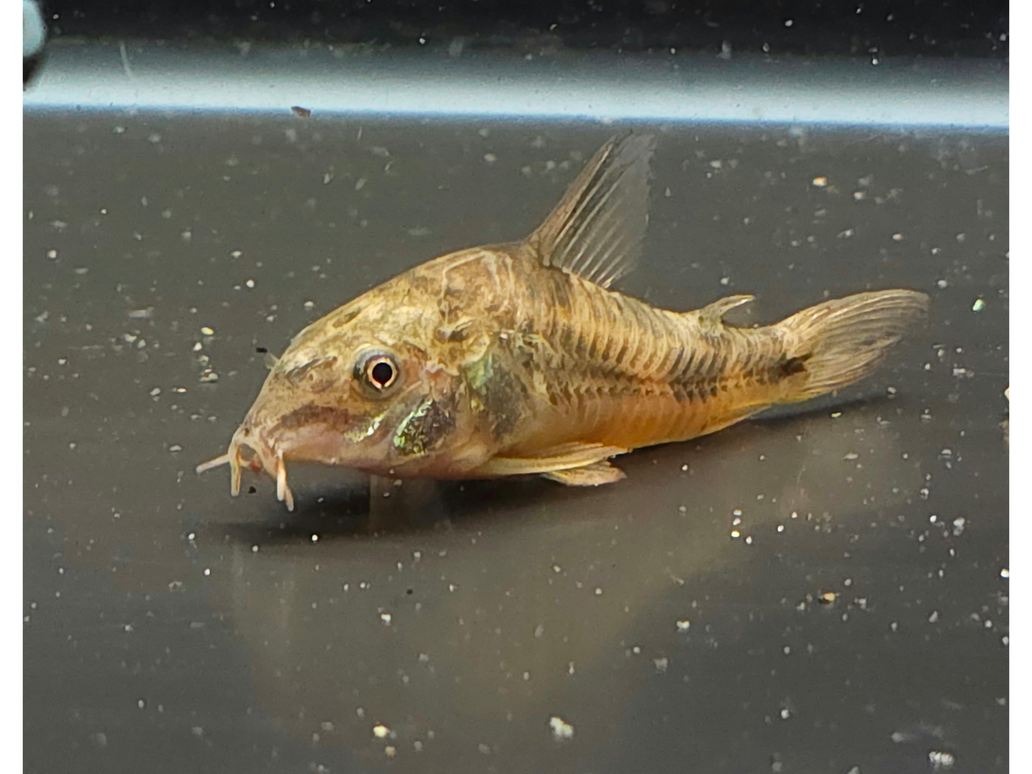 Peppered Corydora