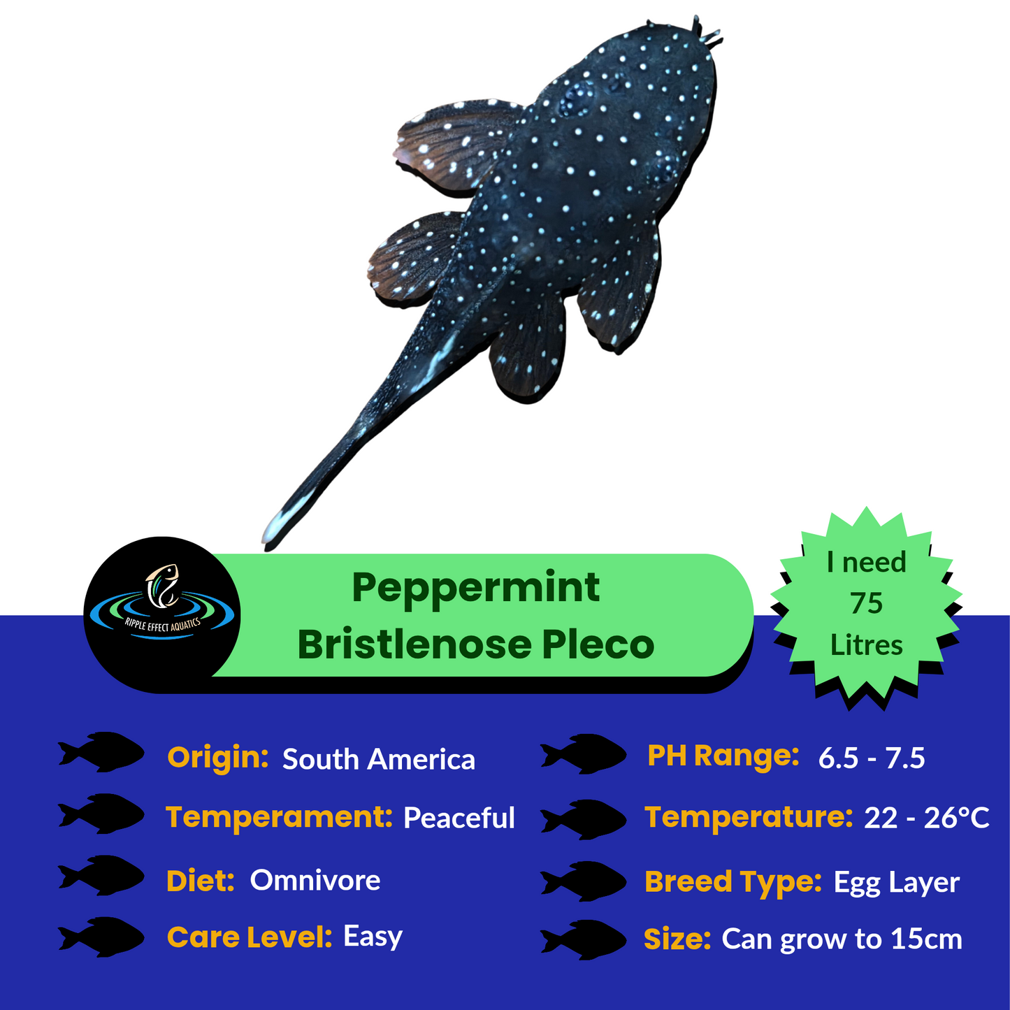 Peppermint Bristlenose Pleco with care information on a blue and white background