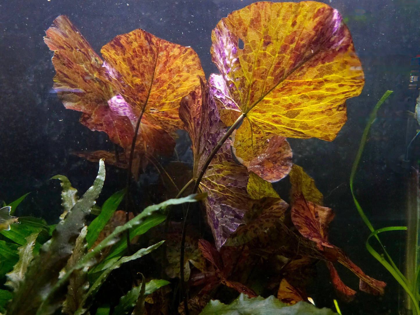 Red Tiger Lotus