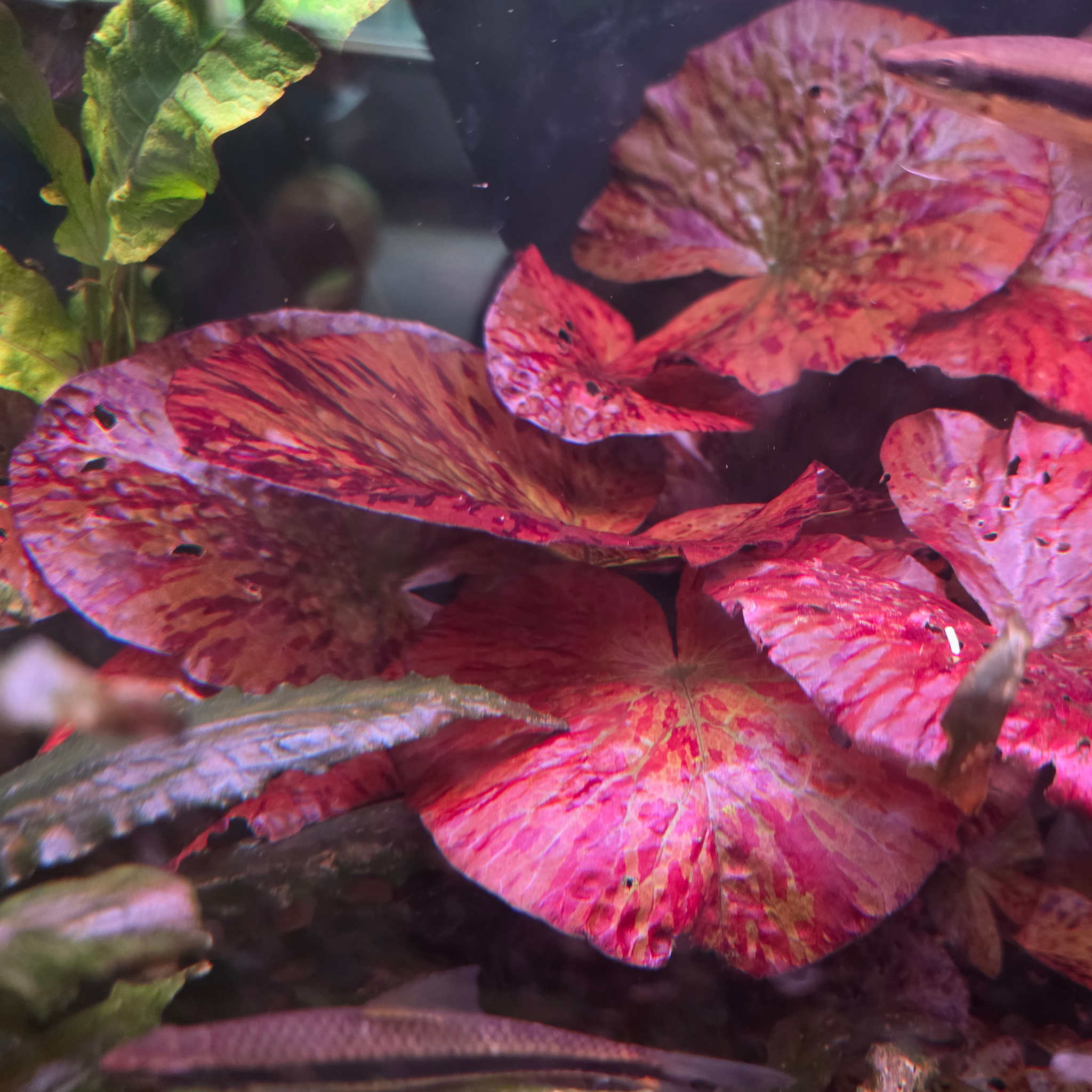 Red Tiger Lotus - Stunning Aquarium Plant