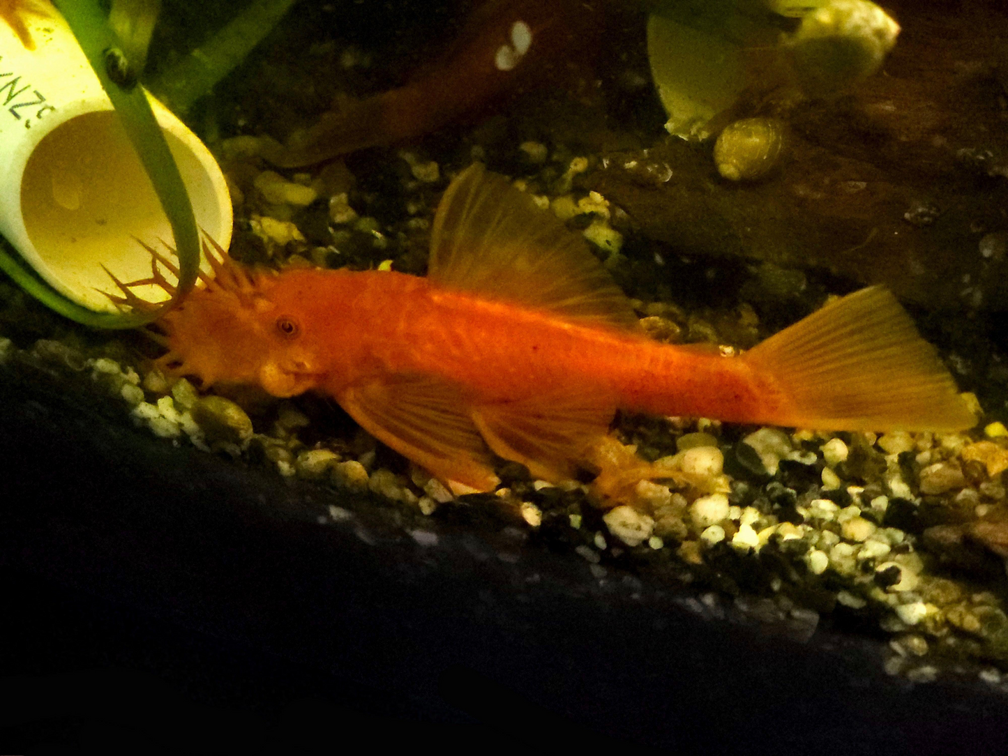 Super Red Bristlenose Pleco