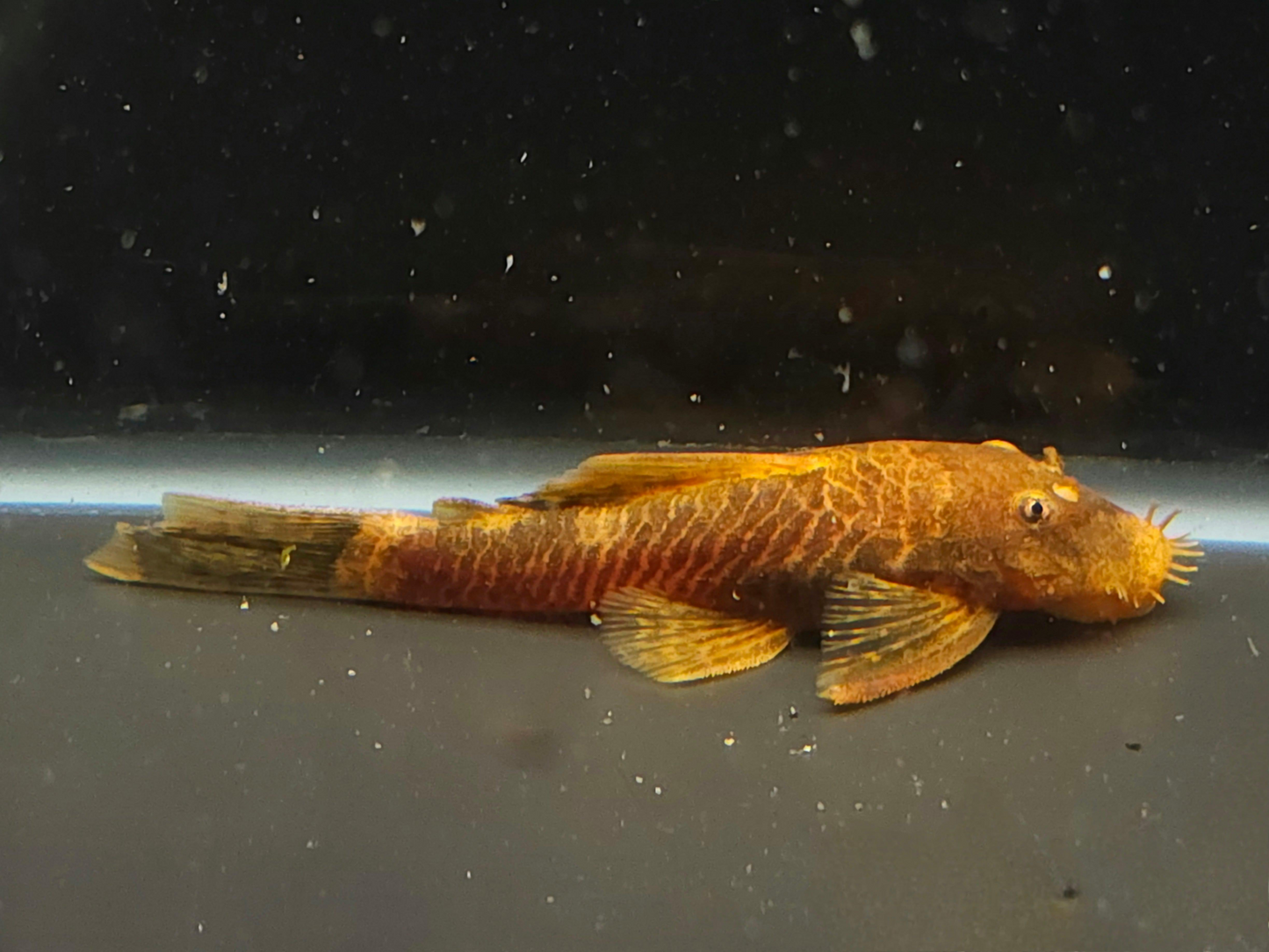 Calico Bristlenose Pleco