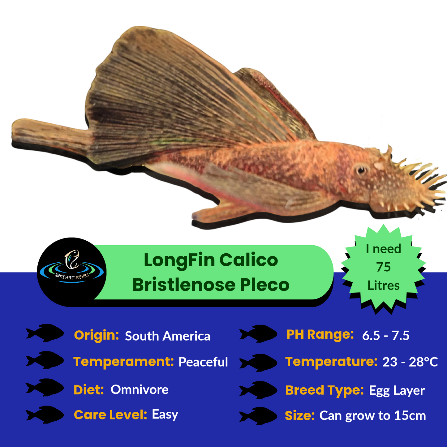 LongFin Super Red x Calico Bristlenose Pleco fish with care information on a white background