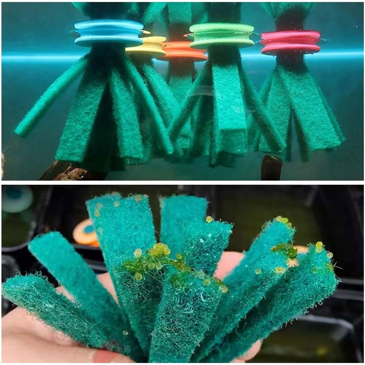 Floating Aquarium Egg Collector Set - 10PCS