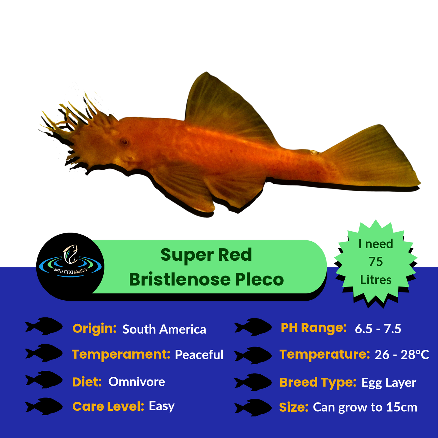 Super Red Bristlenose Pleco