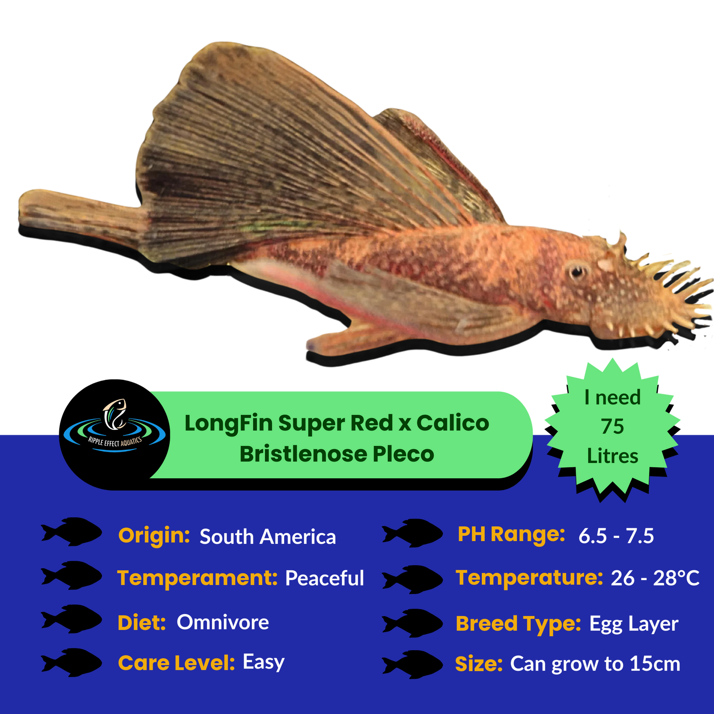 Longfin Super Red Calico Bristlenose Pleco