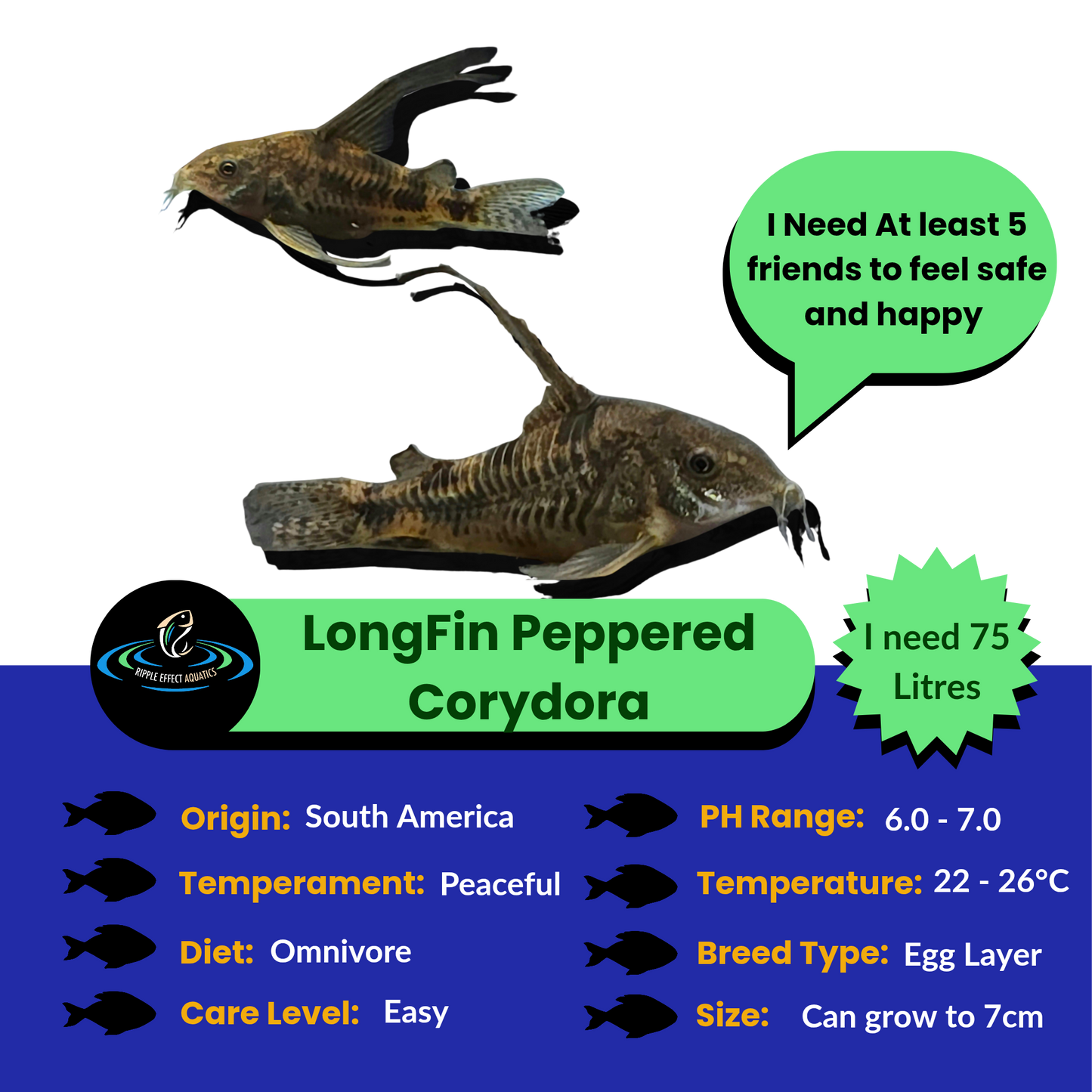 Longfin Peppered Corydora