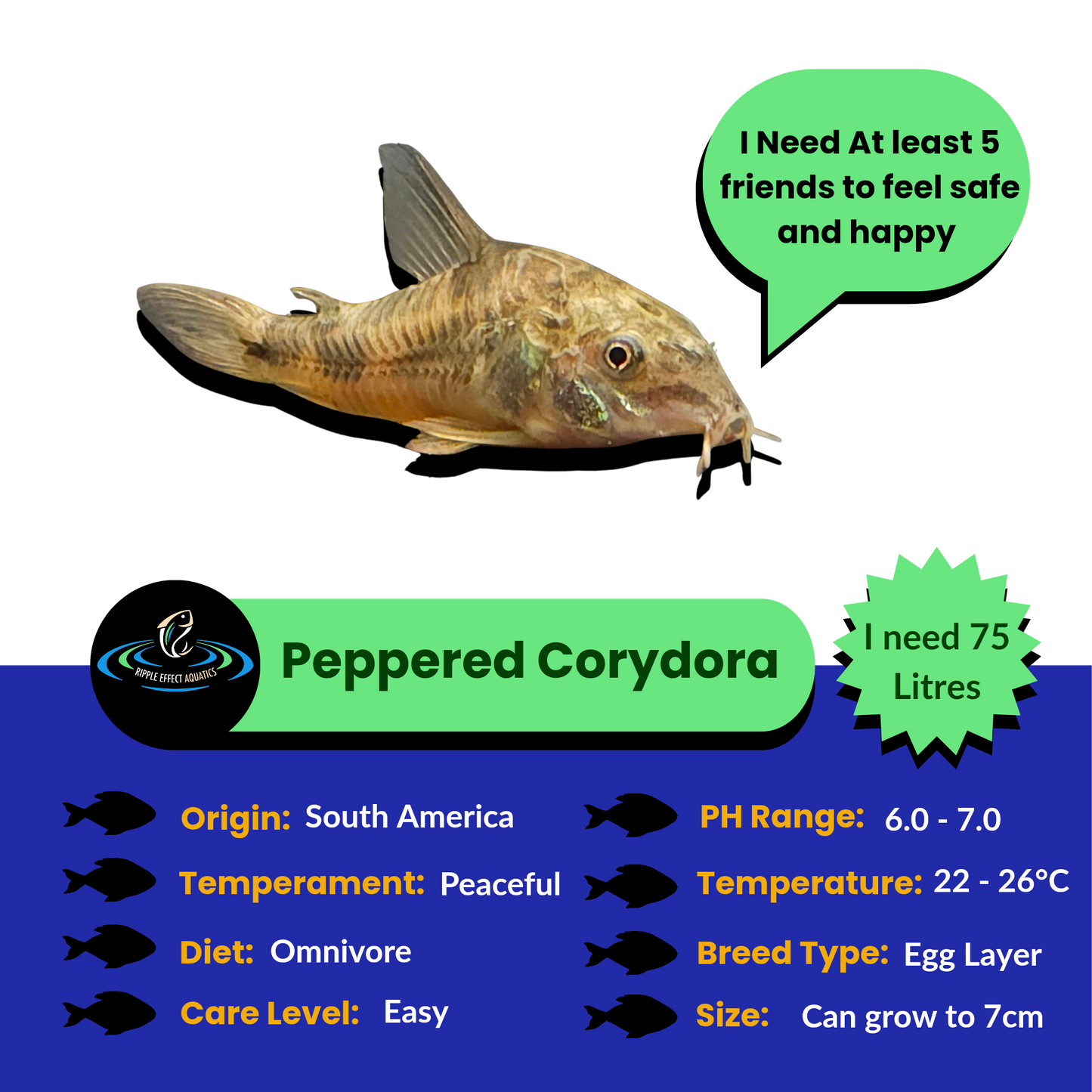 Peppered Corydora