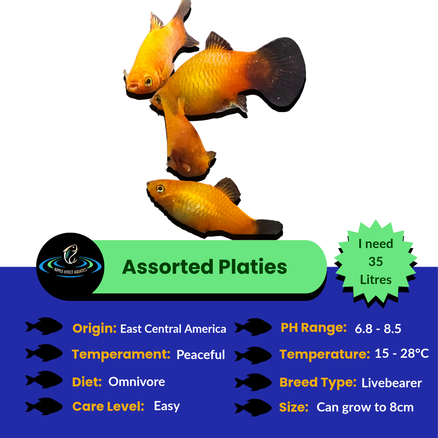 Platies - Assorted