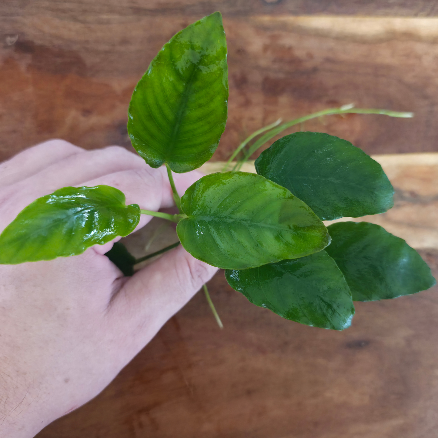 Anubias Nana