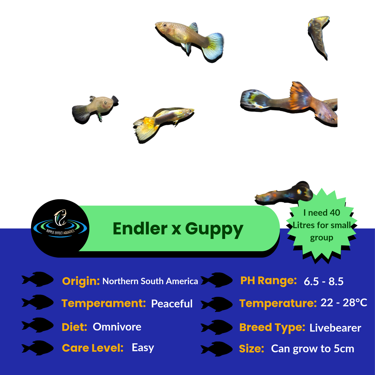 Endler Guppy x Guppy - Assorted
