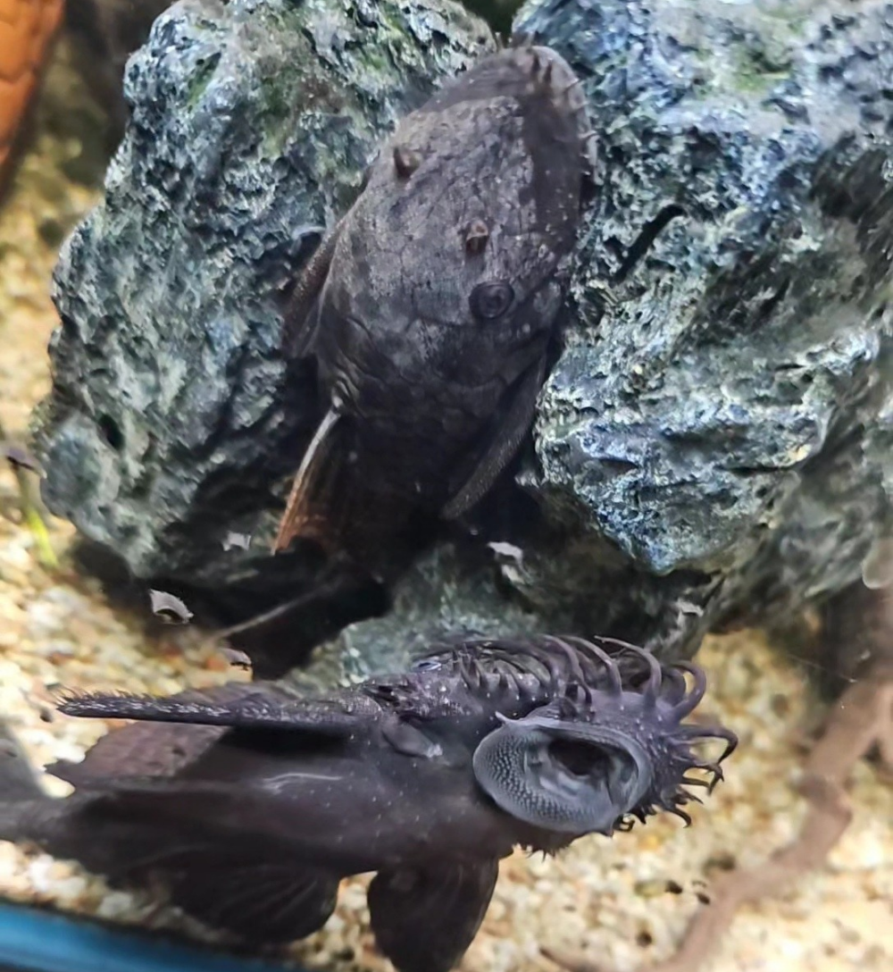 How to Breed Bristlenose Plecos