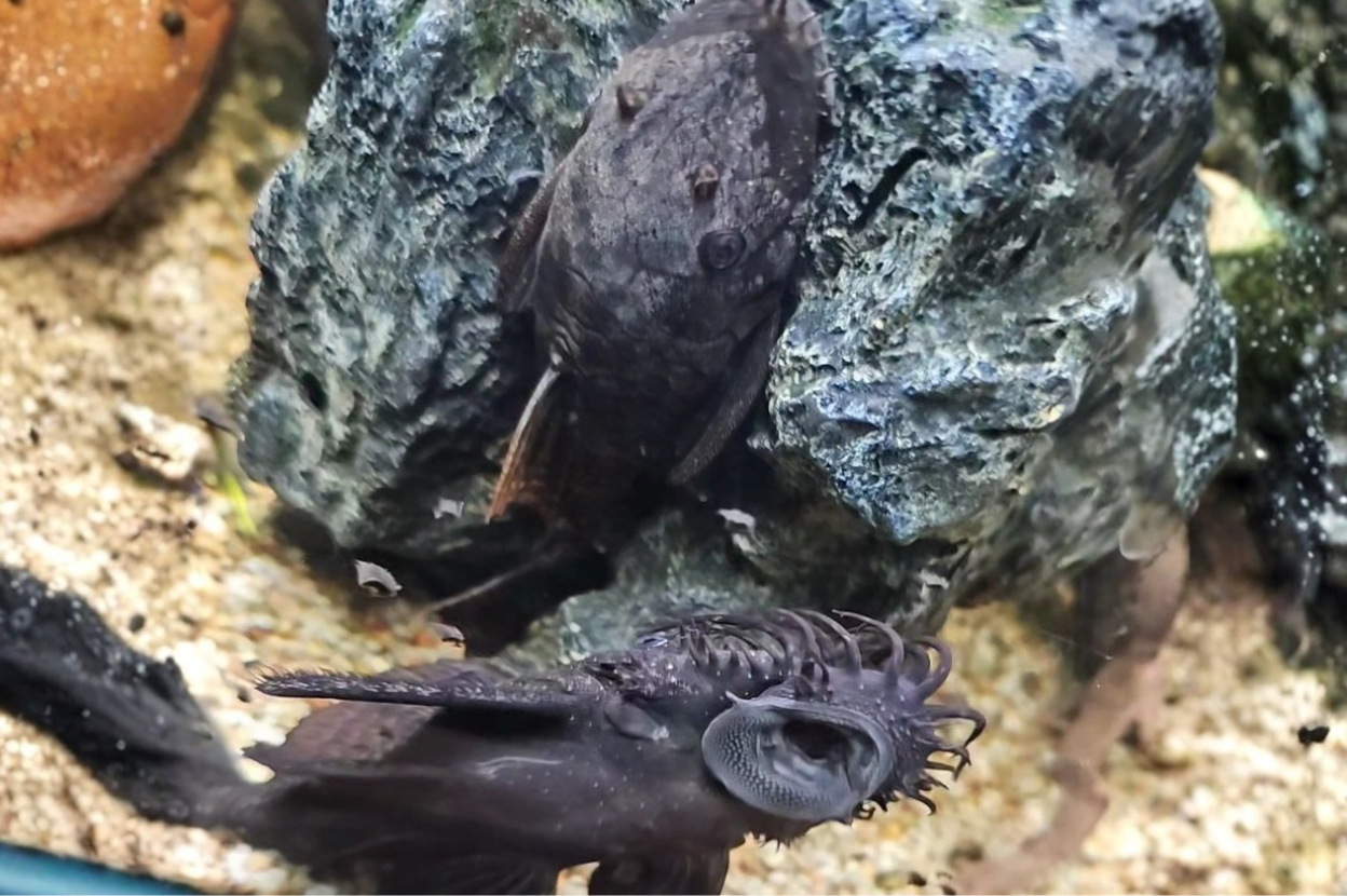 A front view of male and female orange spot bristlenose pleco