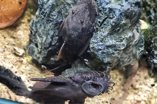 A front view of male and female orange spot bristlenose pleco