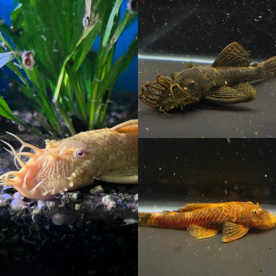 Bristlenose-Ripple Effect Aquatics