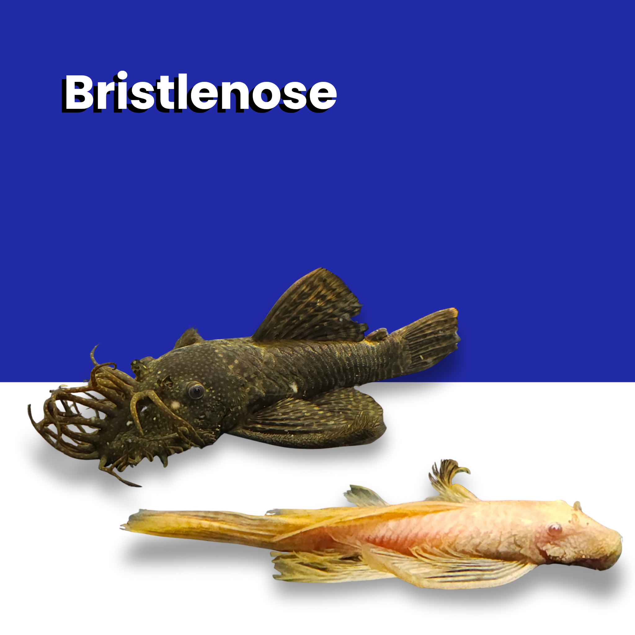 Bristlenose-Ripple Effect Aquatics