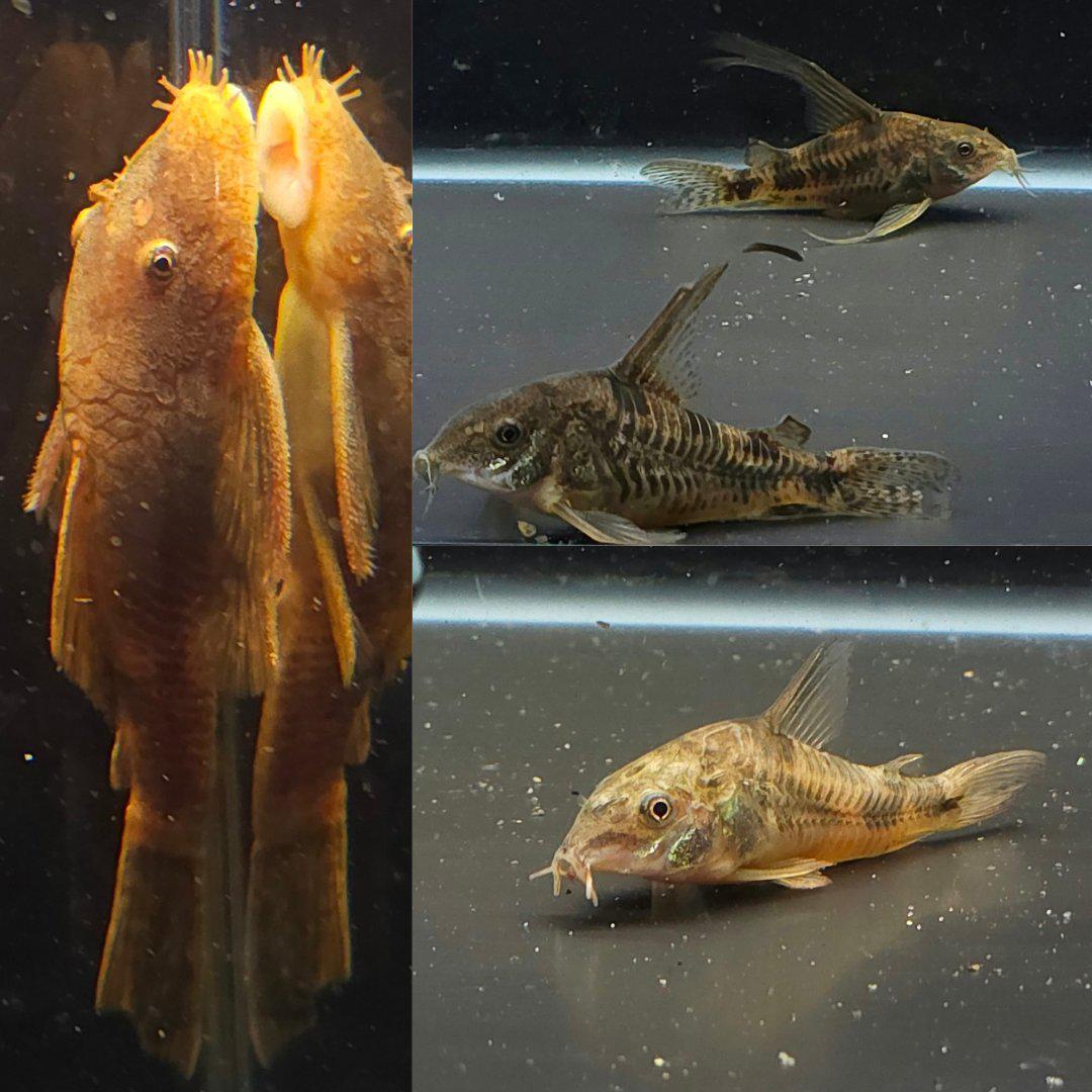 Catfish-Ripple Effect Aquatics