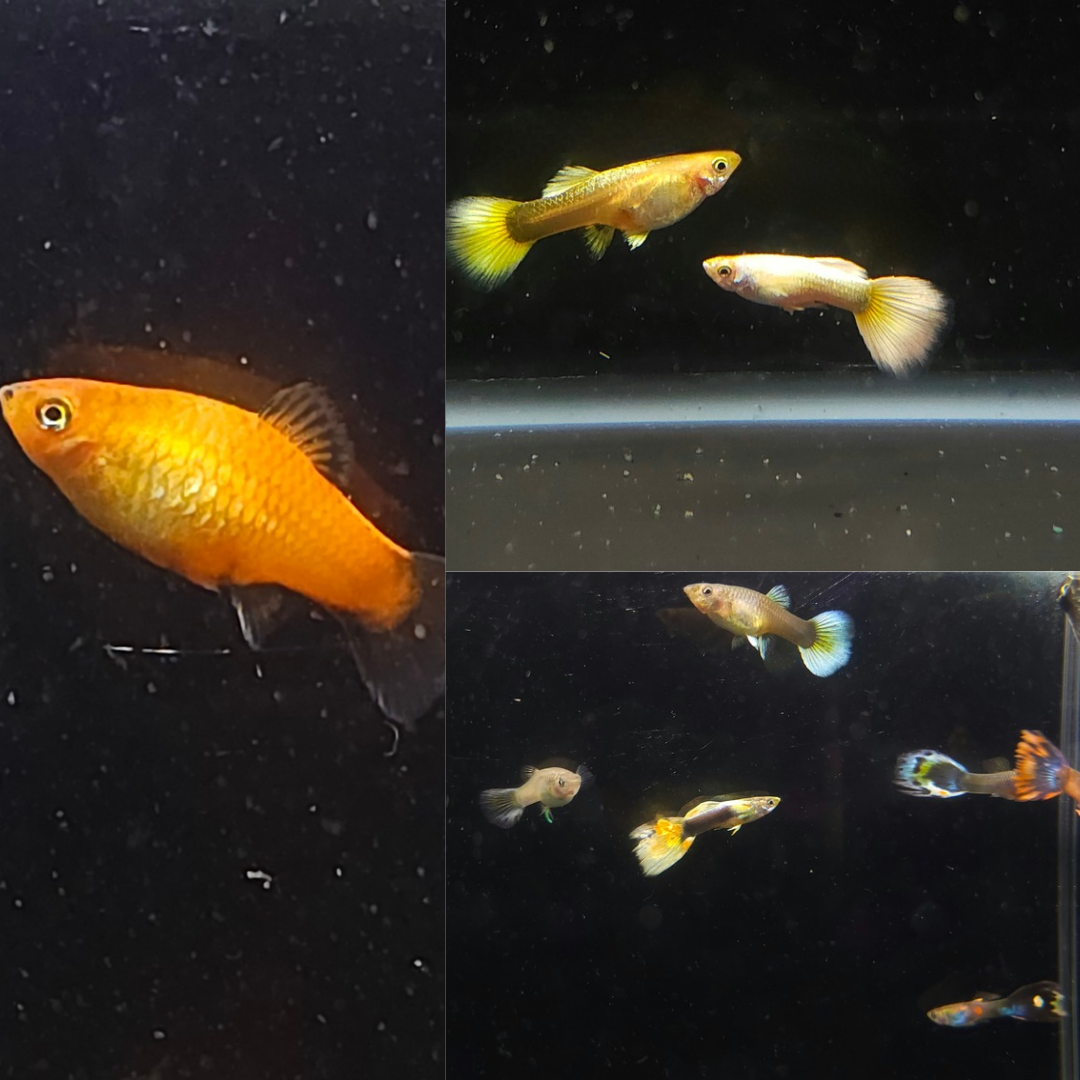 Community-Ripple Effect Aquatics