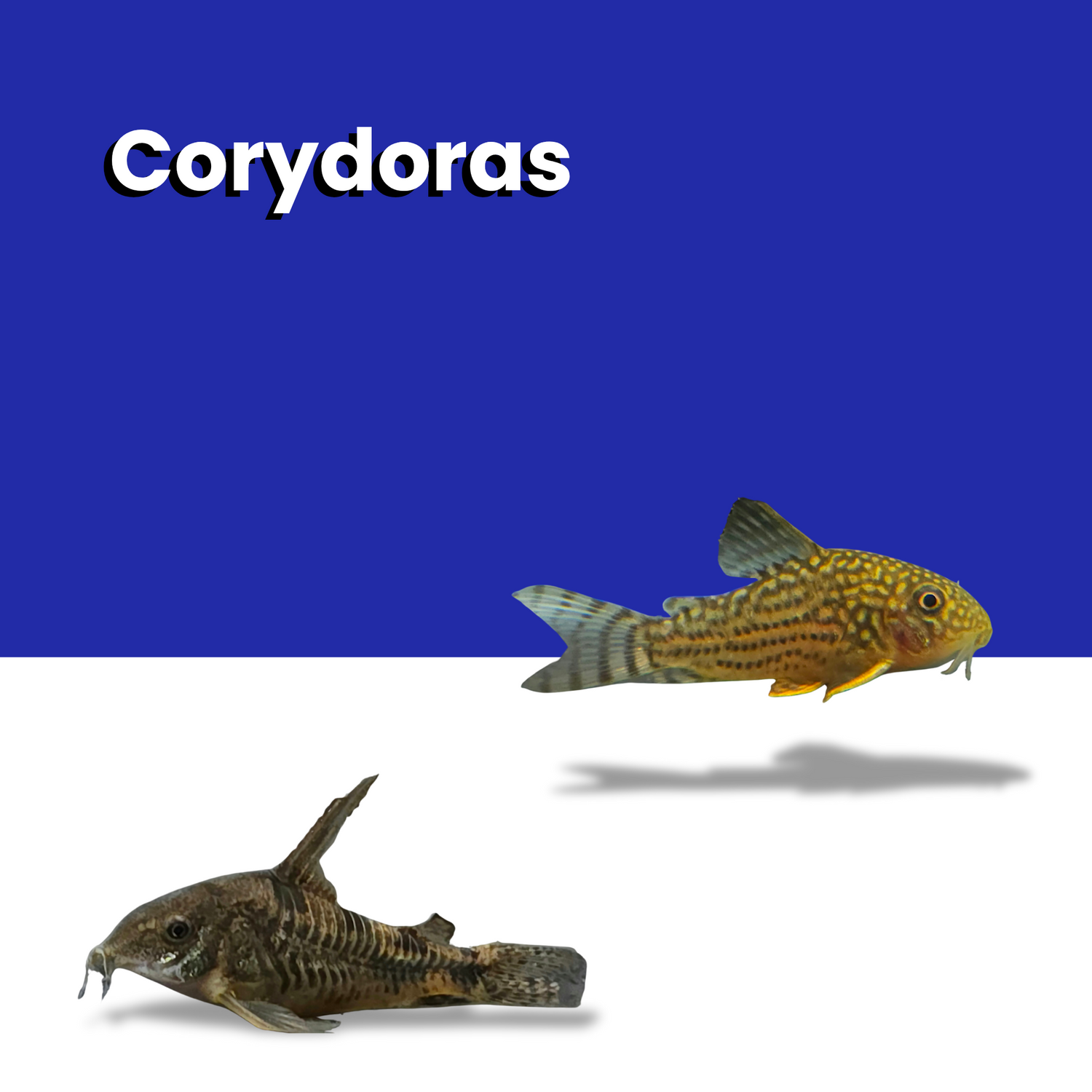 Corydora