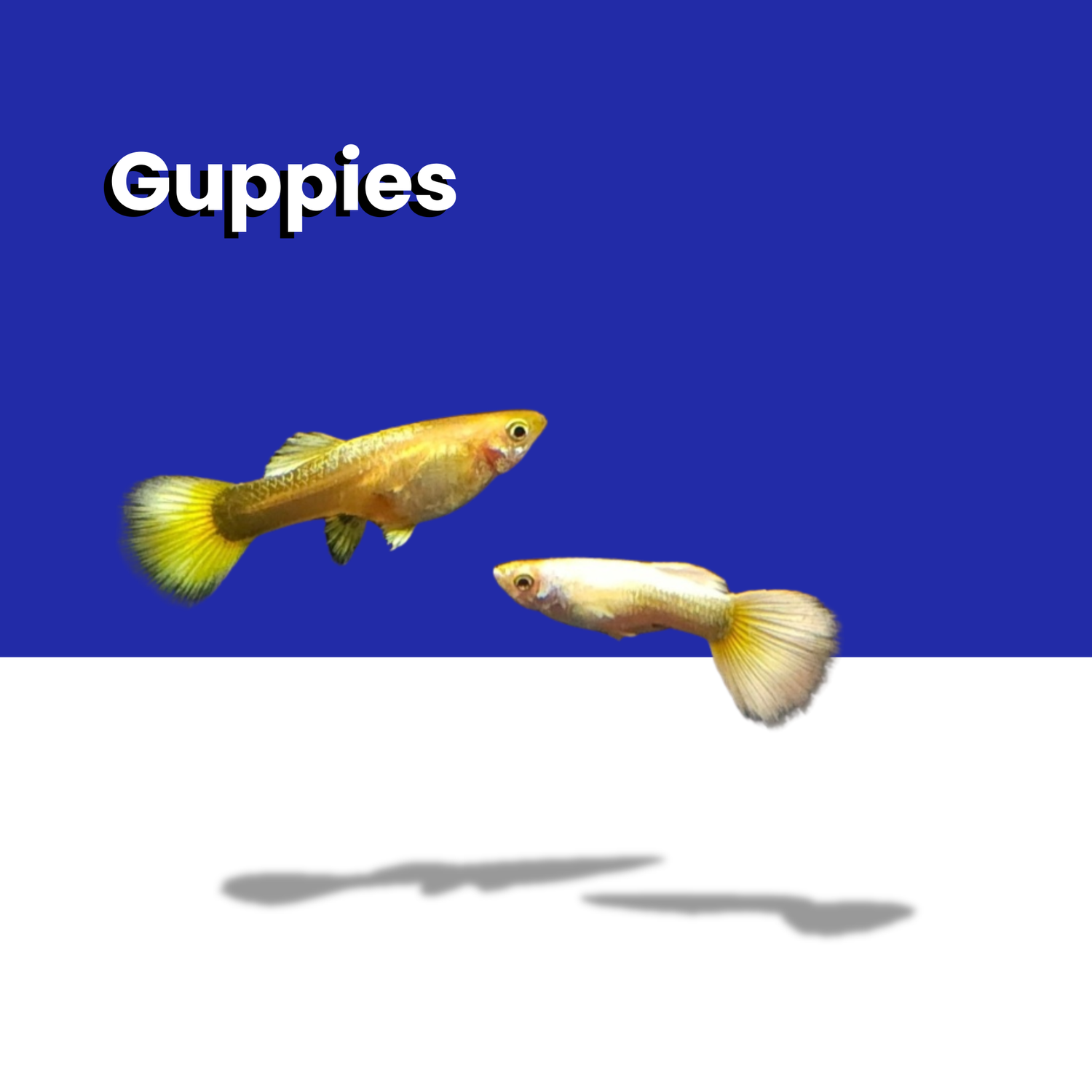 Guppies