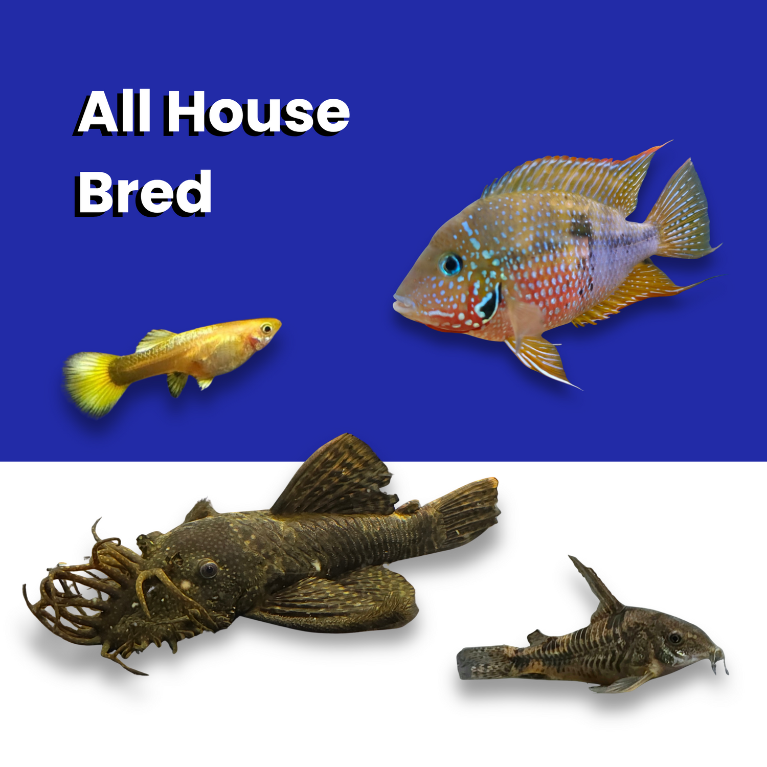 All House Bred Collection - Collection of all fish bred in house by us  - Cichlids, Catfish, nano fish & Livebearers 