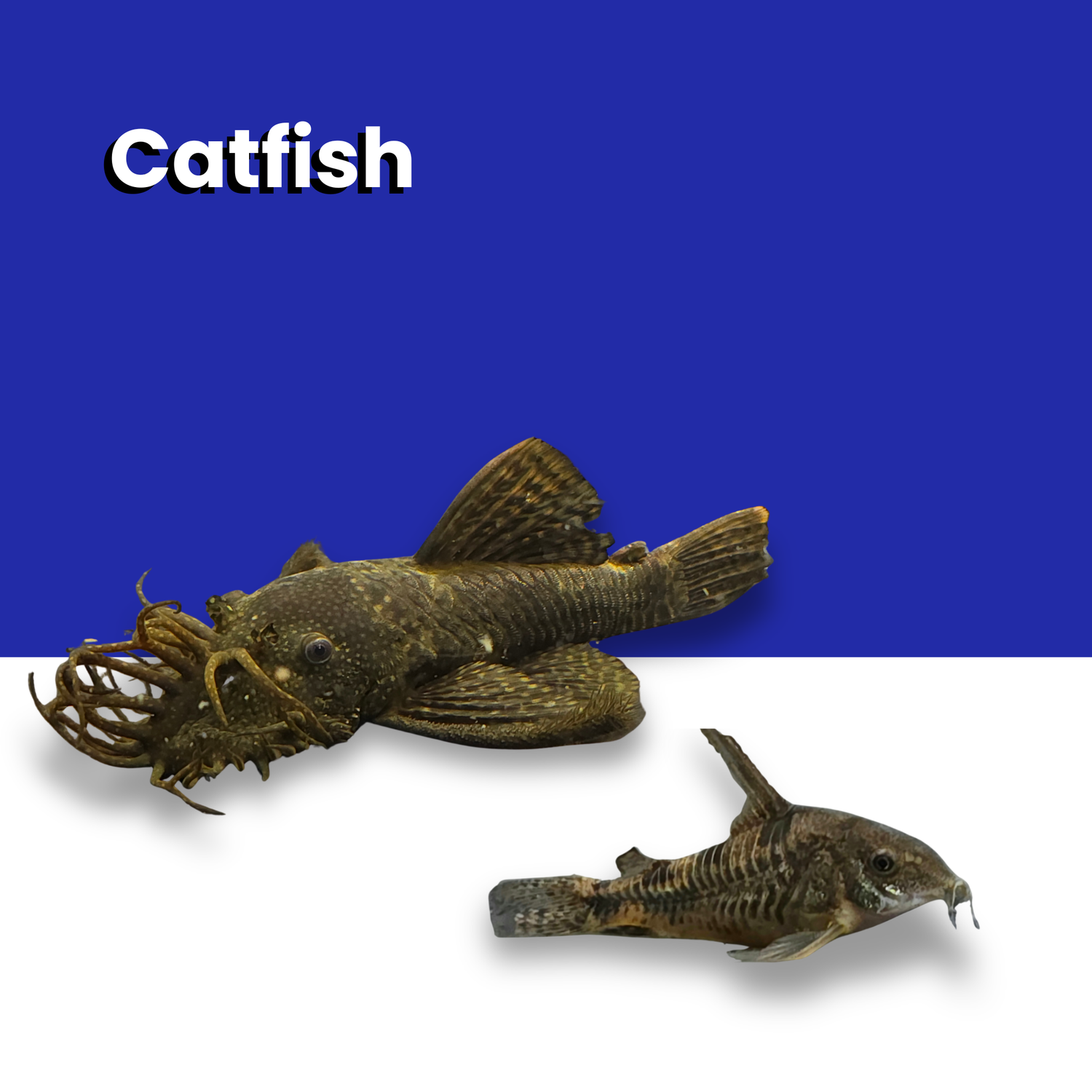Catfish Collection - Collection of all avaliable Catfish species such as corydoras and Bristlenose