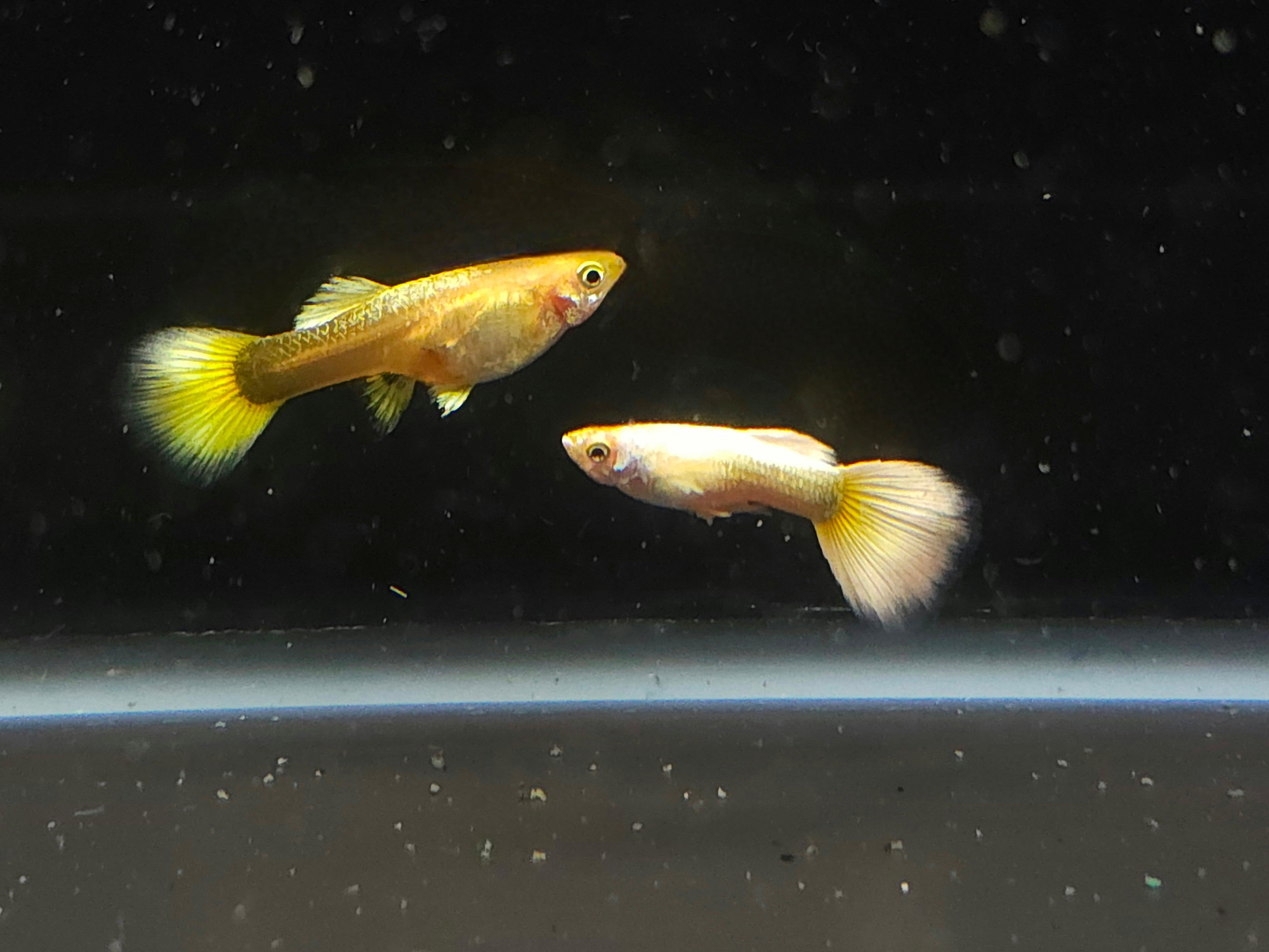 24K Gold Guppy