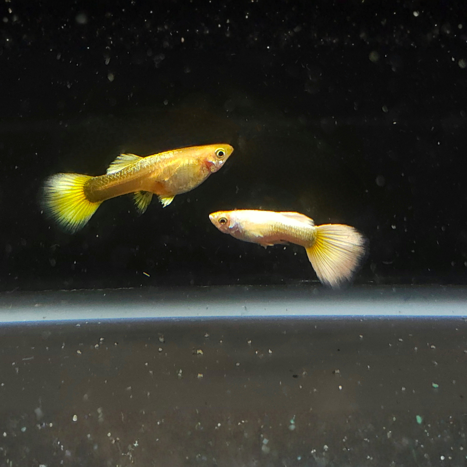 Two gold guppies swimming in a dark aquarium.