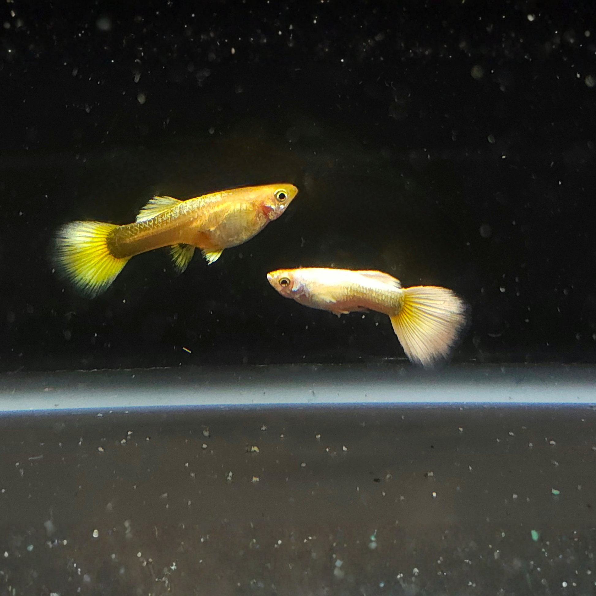 Two gold guppies swimming in a dark aquarium.