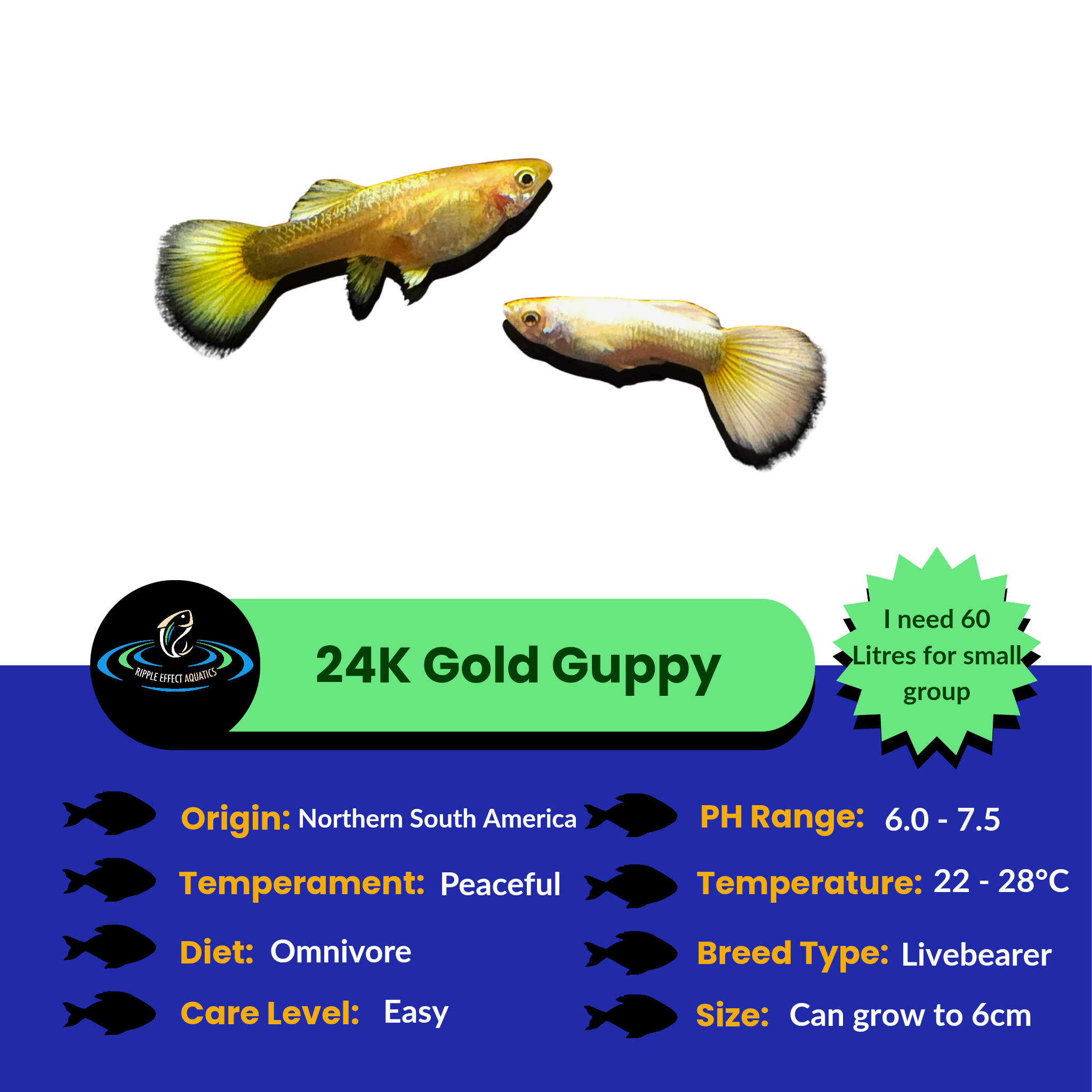 24K Gold Guppy fish with care information on a blue and green background