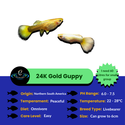 24K Gold Guppy fish with care information on a blue and green background