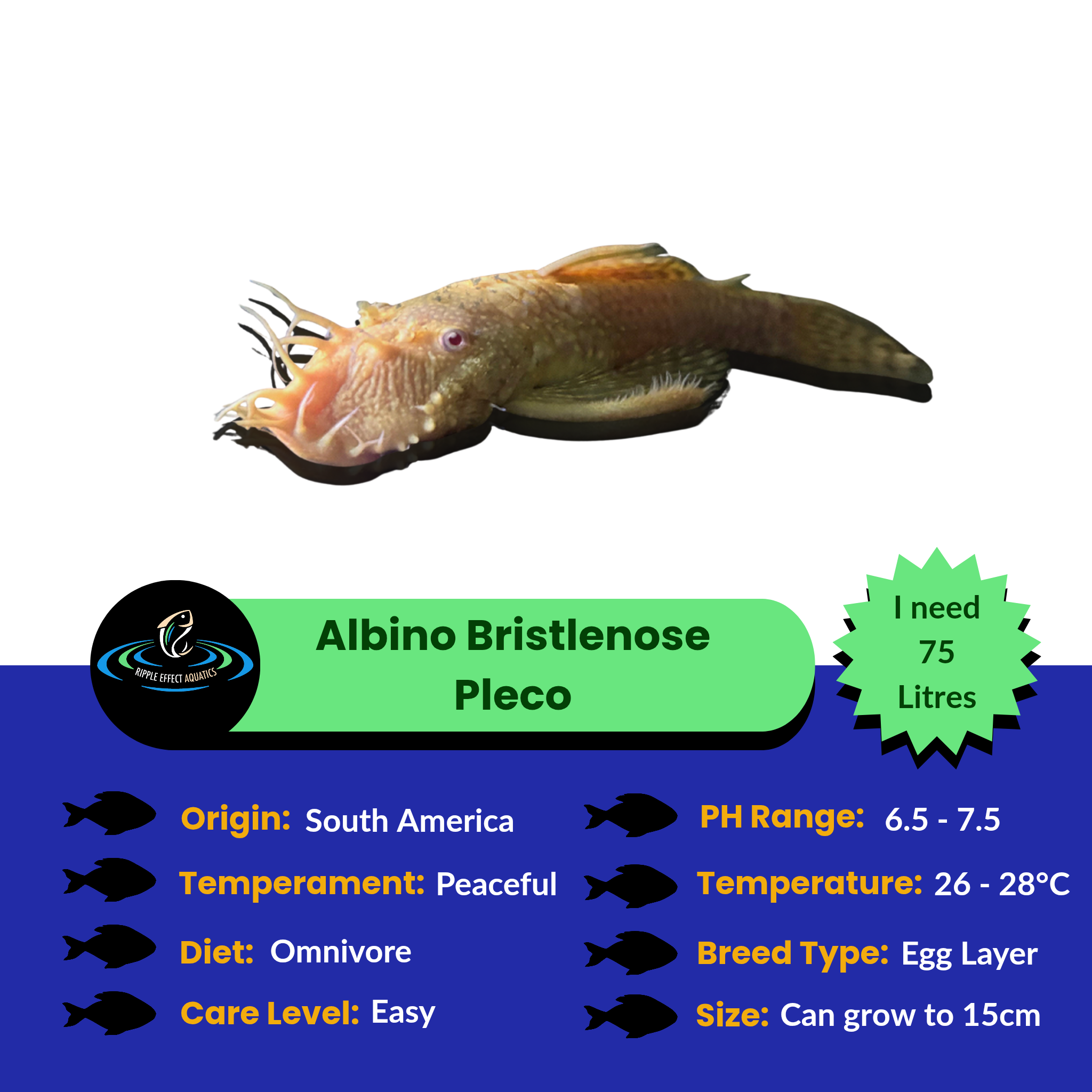 Albino Bristlenose catfish with characteristic bushy nose - hardy beginner aquarium fish