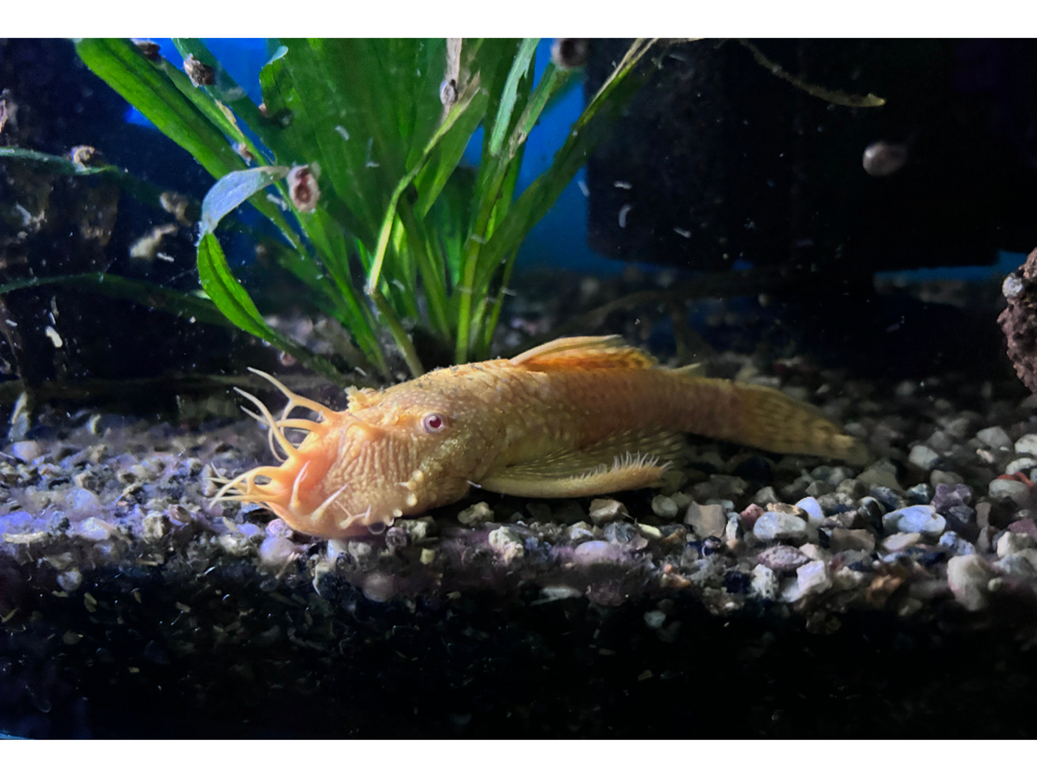 Albino Bristlenose Pleco