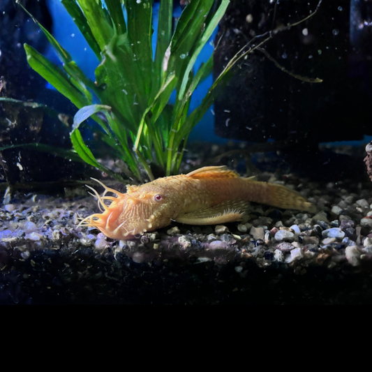 Albino Bristlenose Pleco with white translucent body and red eyes - peaceful algae-eating catfish Australia