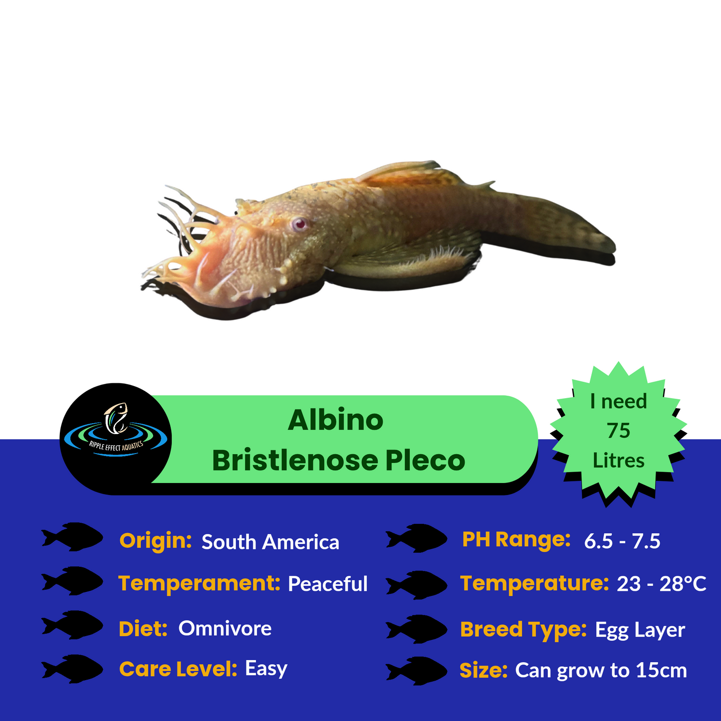 Albino Bristlenose catfish with characteristic bushy nose - hardy beginner aquarium fish with information on a white background