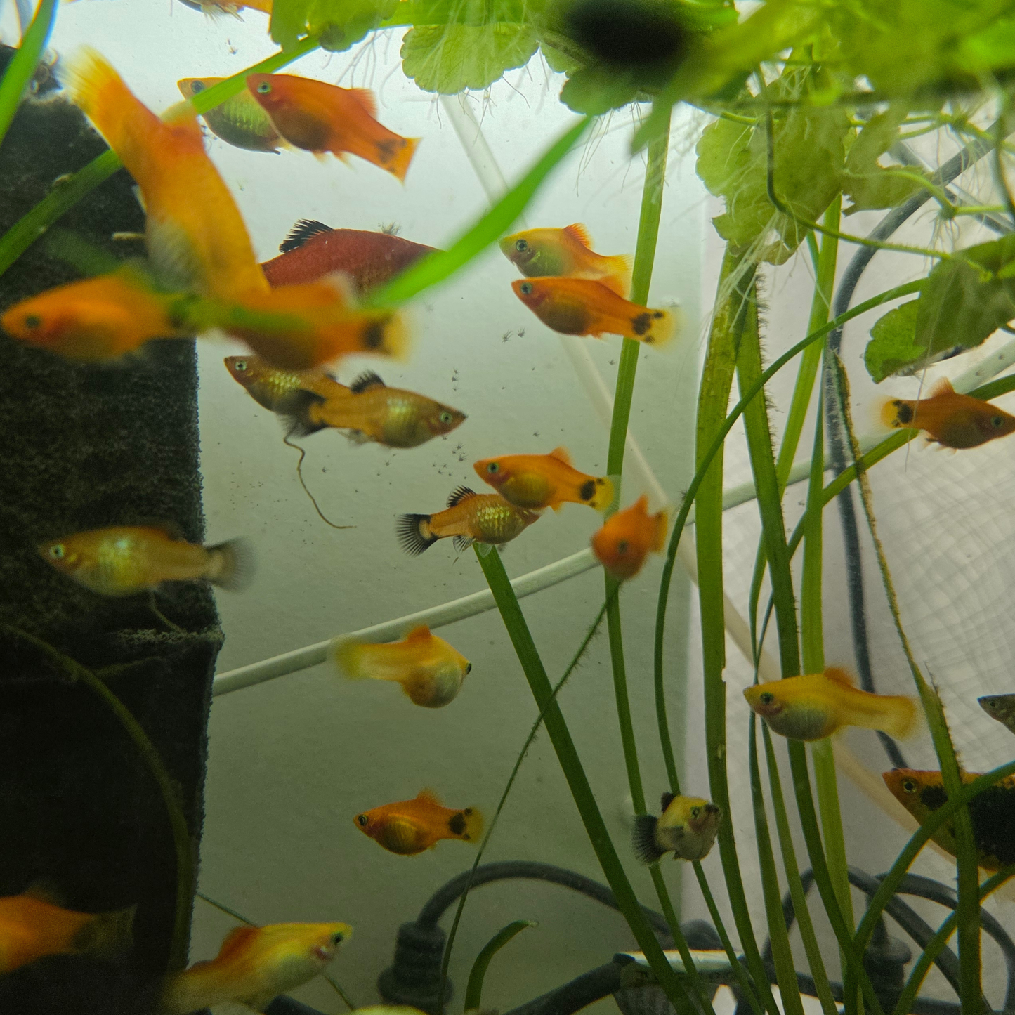 Orange, yellow and black platies swimming in an aquarium with plants and a white wall in the background
